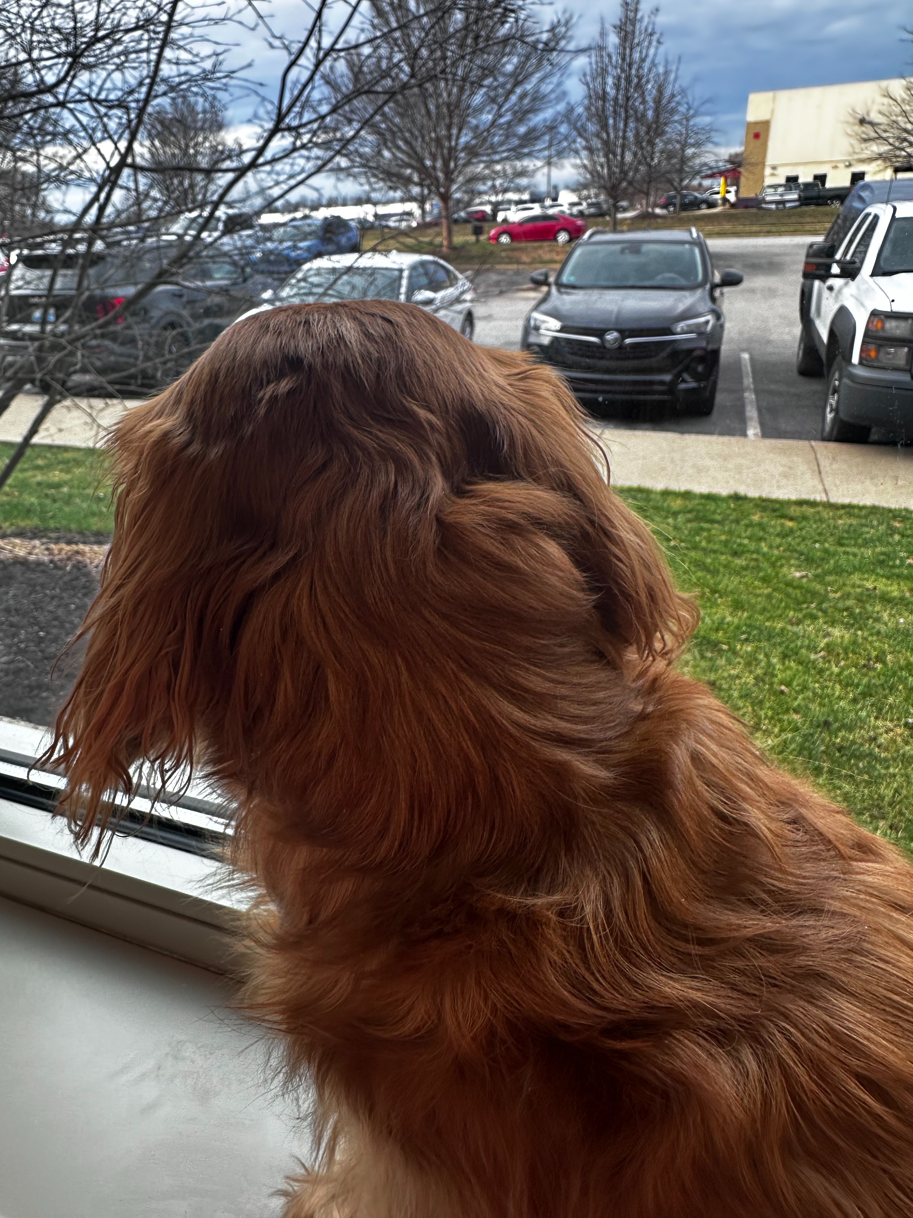 Help Monica’s Sweet Dachshund Acadia Heal campaign photo, 4 of 6