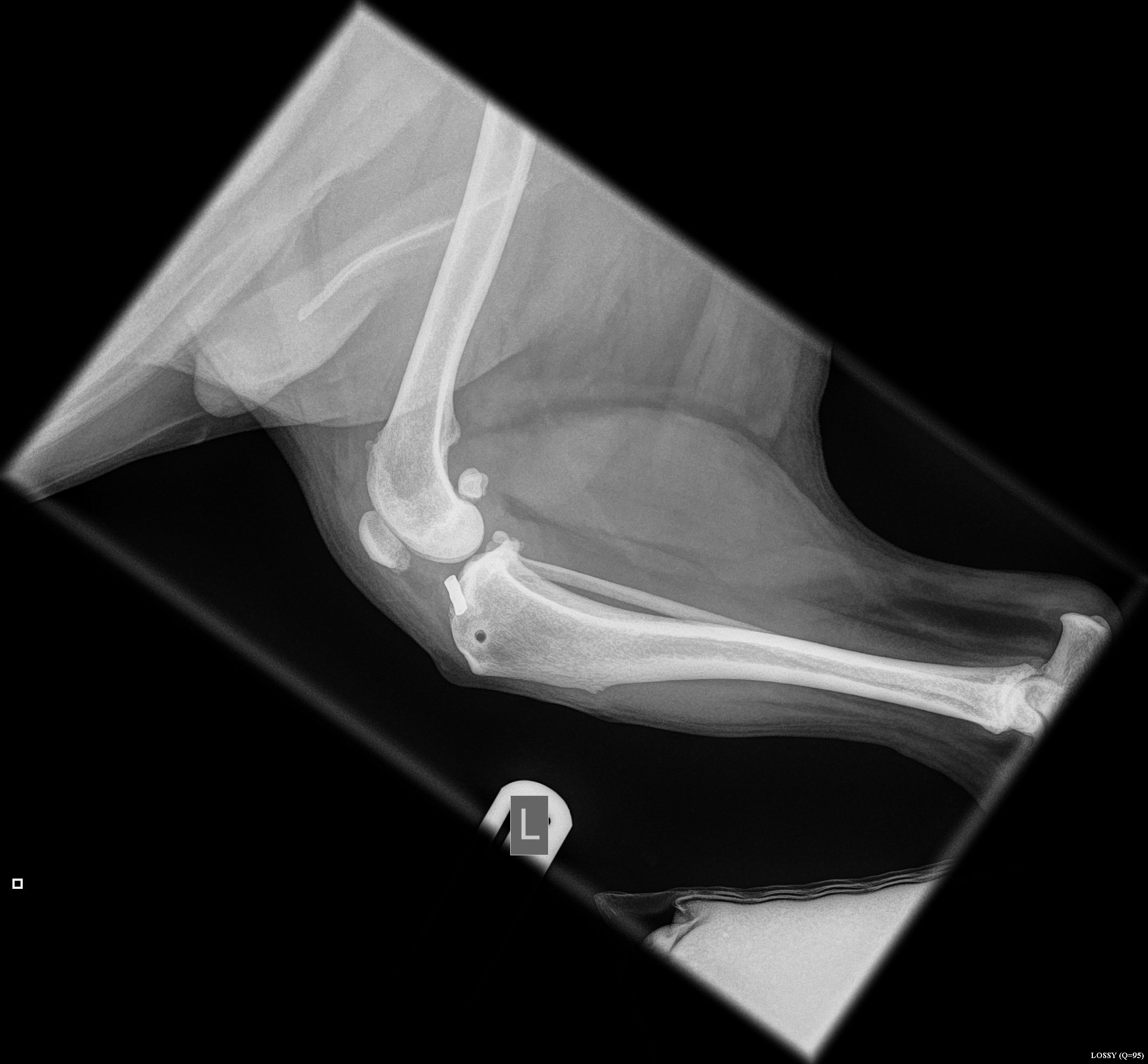 Please help prevent amputation & Donate to Buddy's surgery campaign photo, 5 of 7