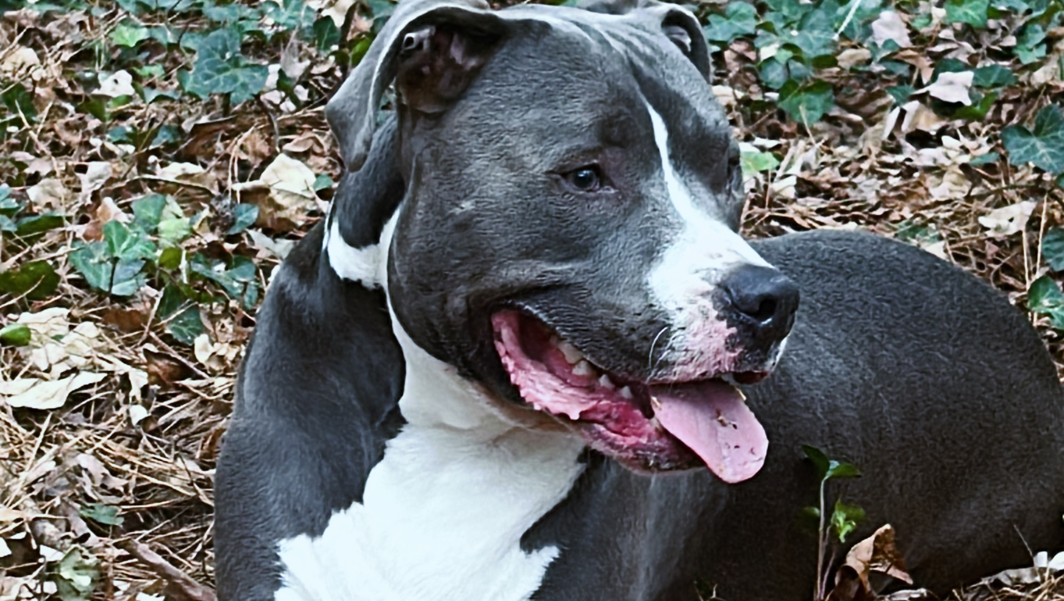 Fund Levi's Training to Stay with Sean photo