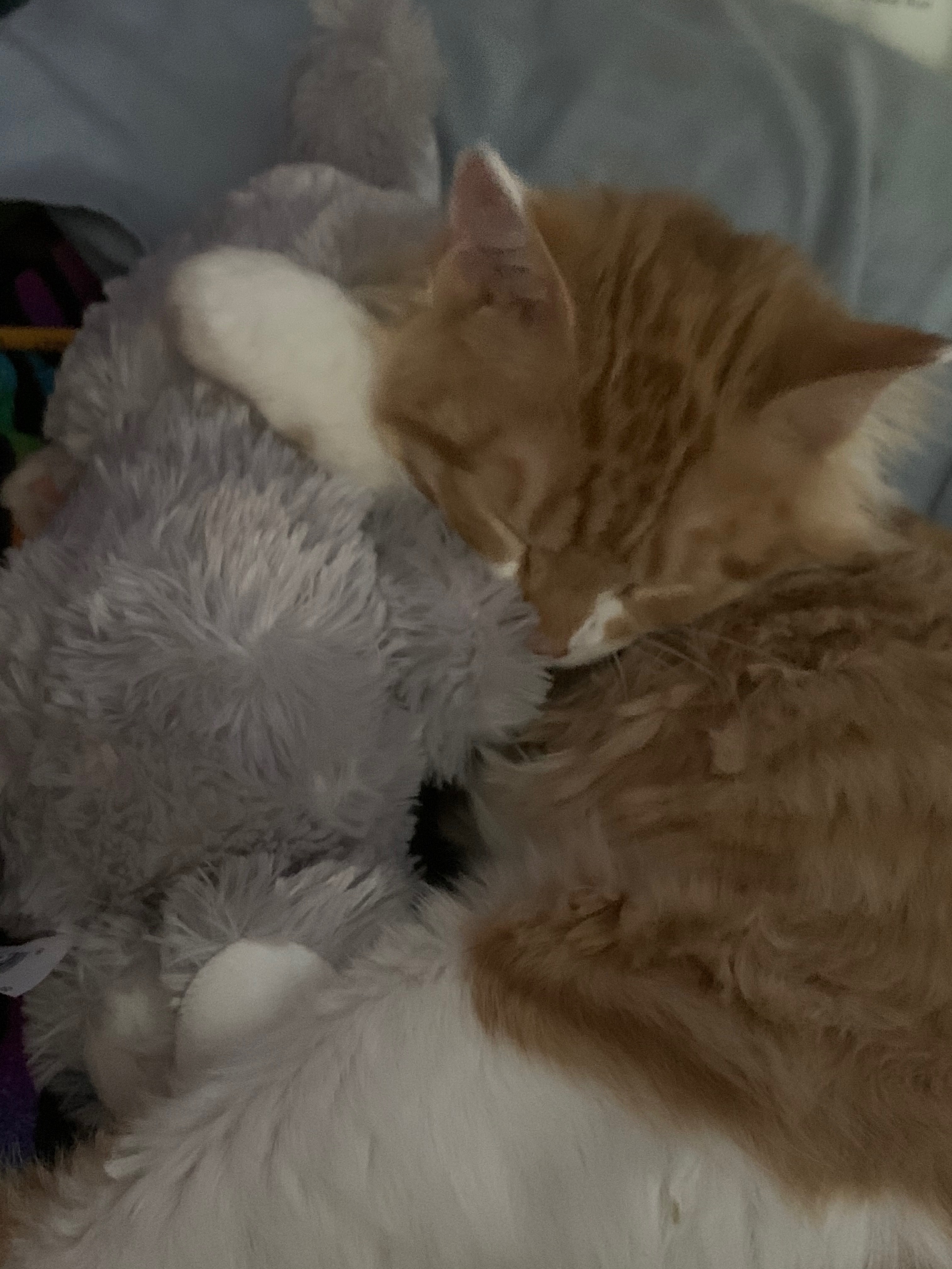 Rescue neglected kitty campaign photo, 2 of 7