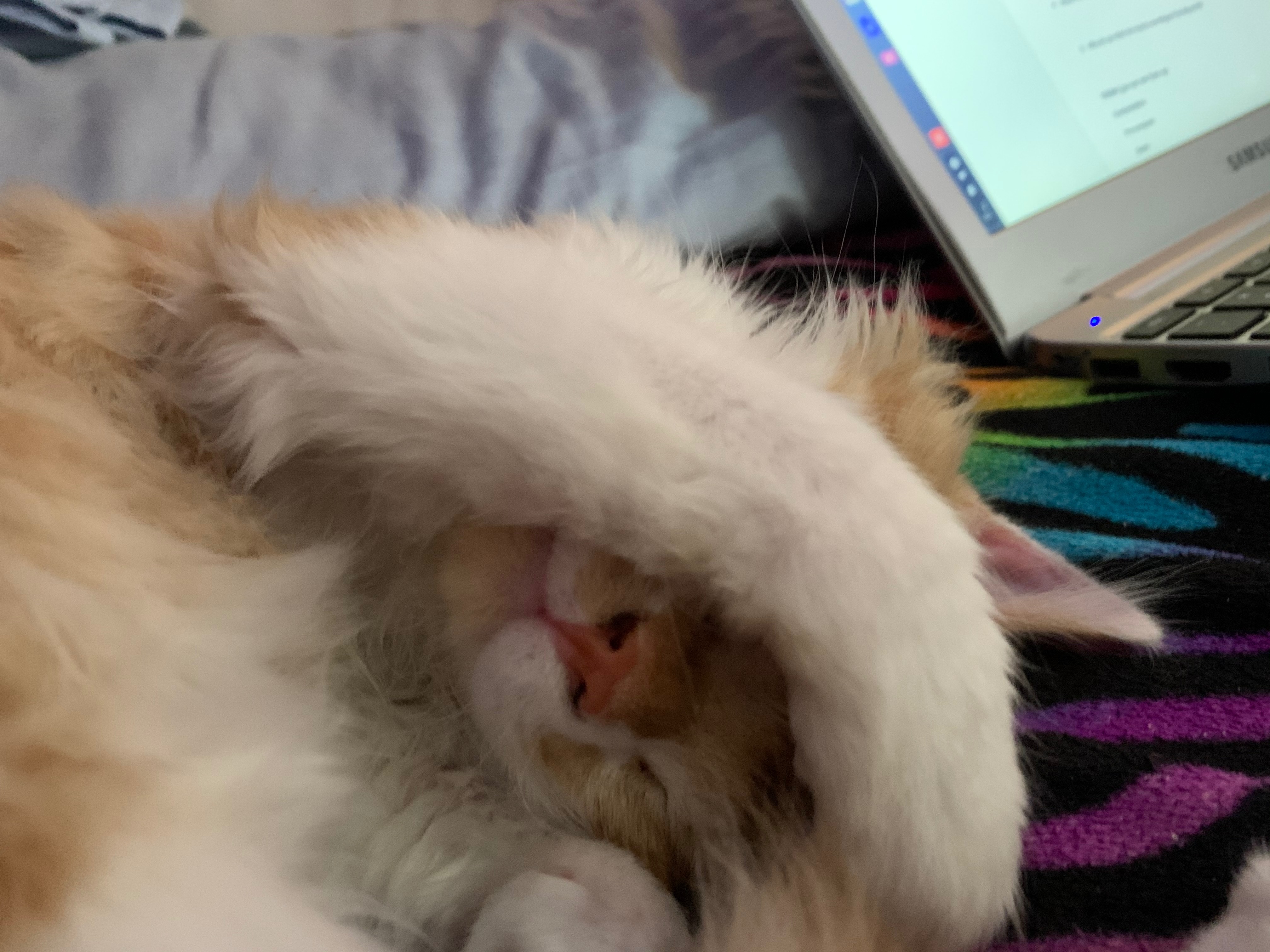 Rescue neglected kitty campaign photo, 5 of 7