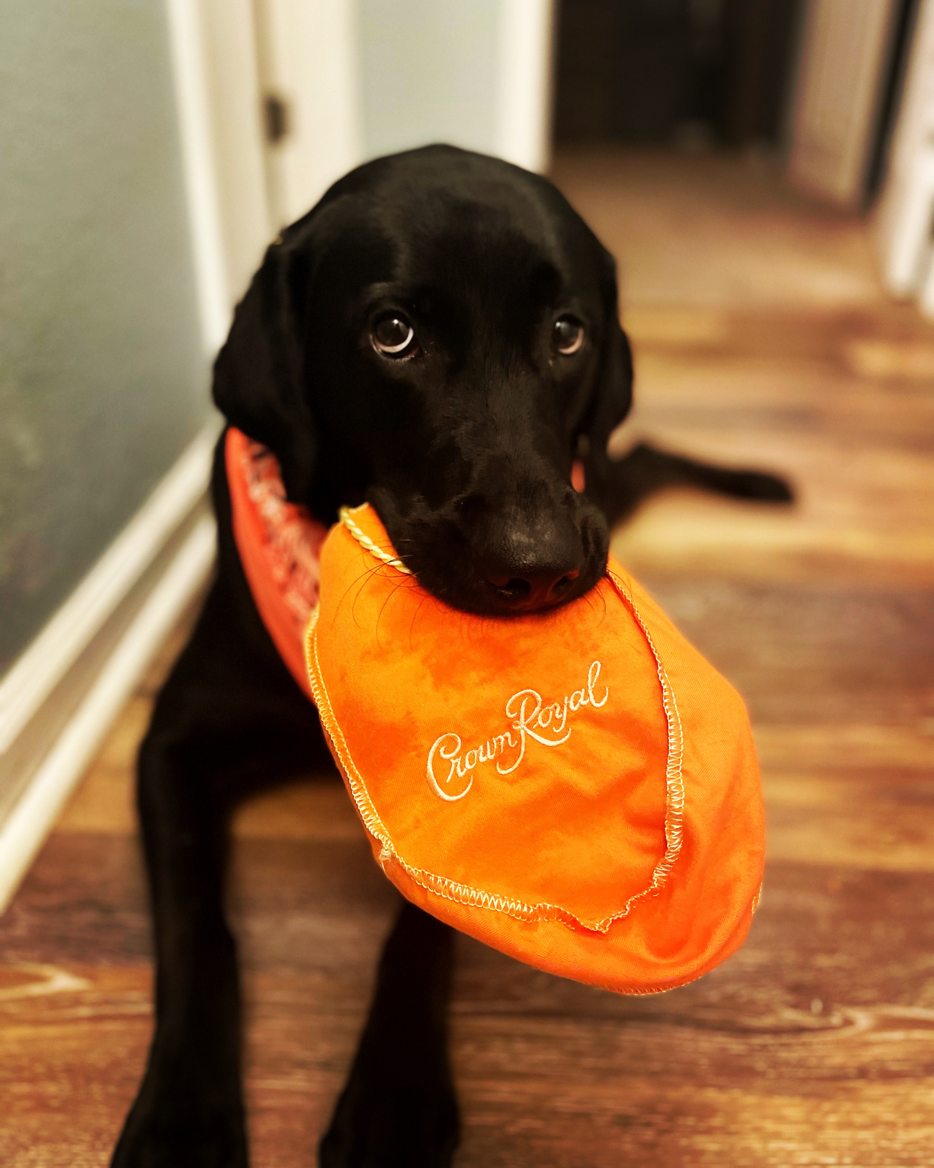 Help Koal Recover After Emergency Surgery campaign photo, 5 of 6