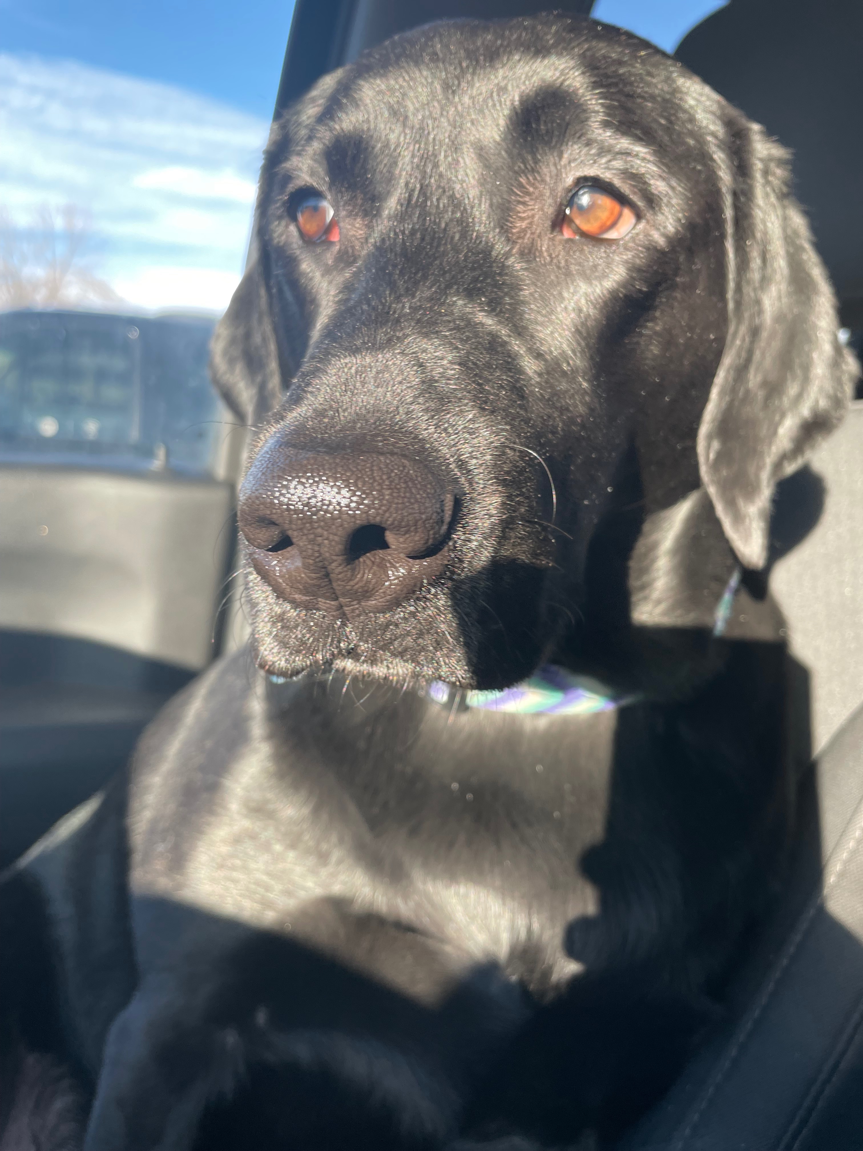 Help Koal Recover After Emergency Surgery campaign photo, 2 of 6