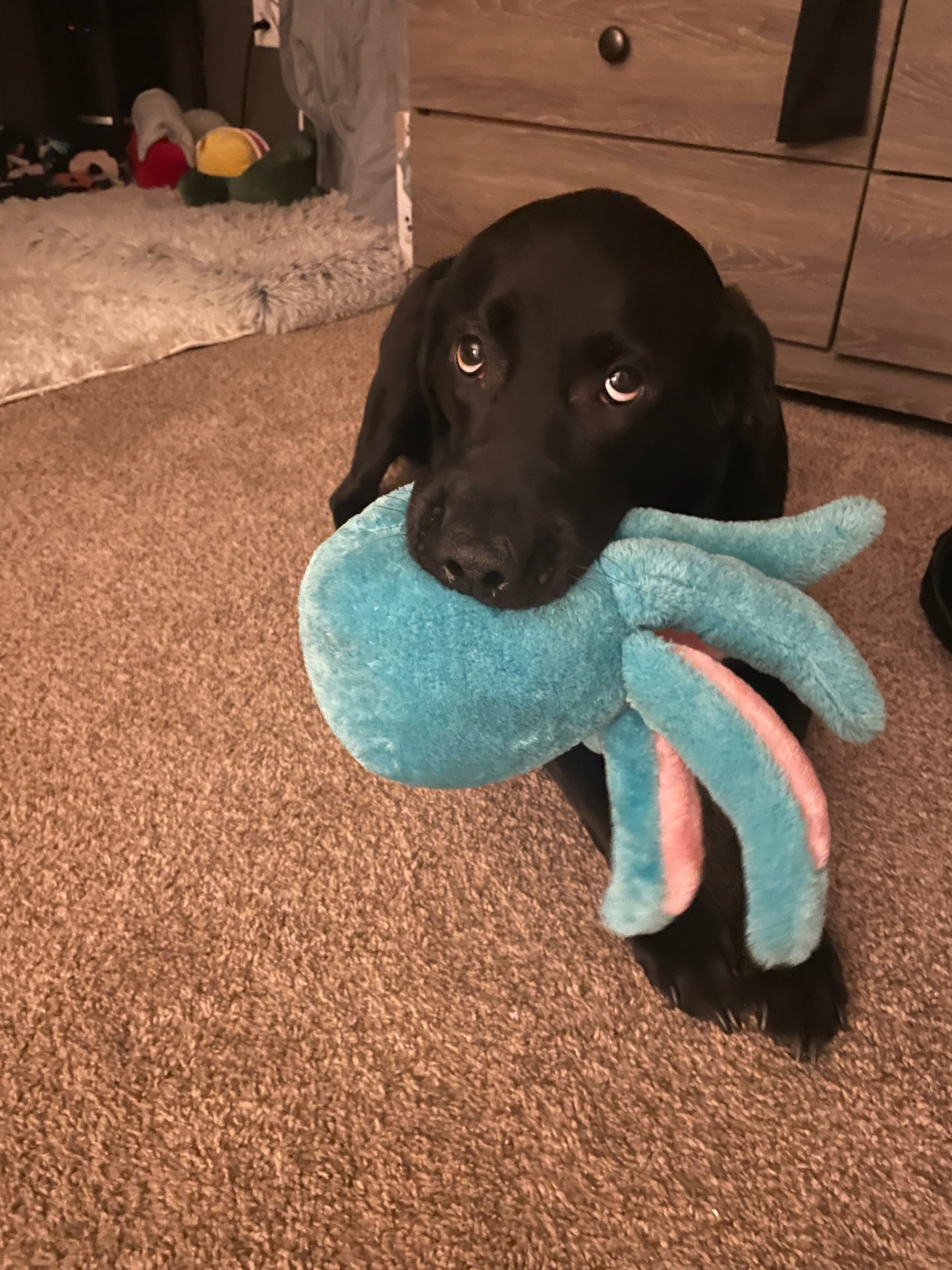 Help Koal Recover After Emergency Surgery campaign photo, 4 of 6