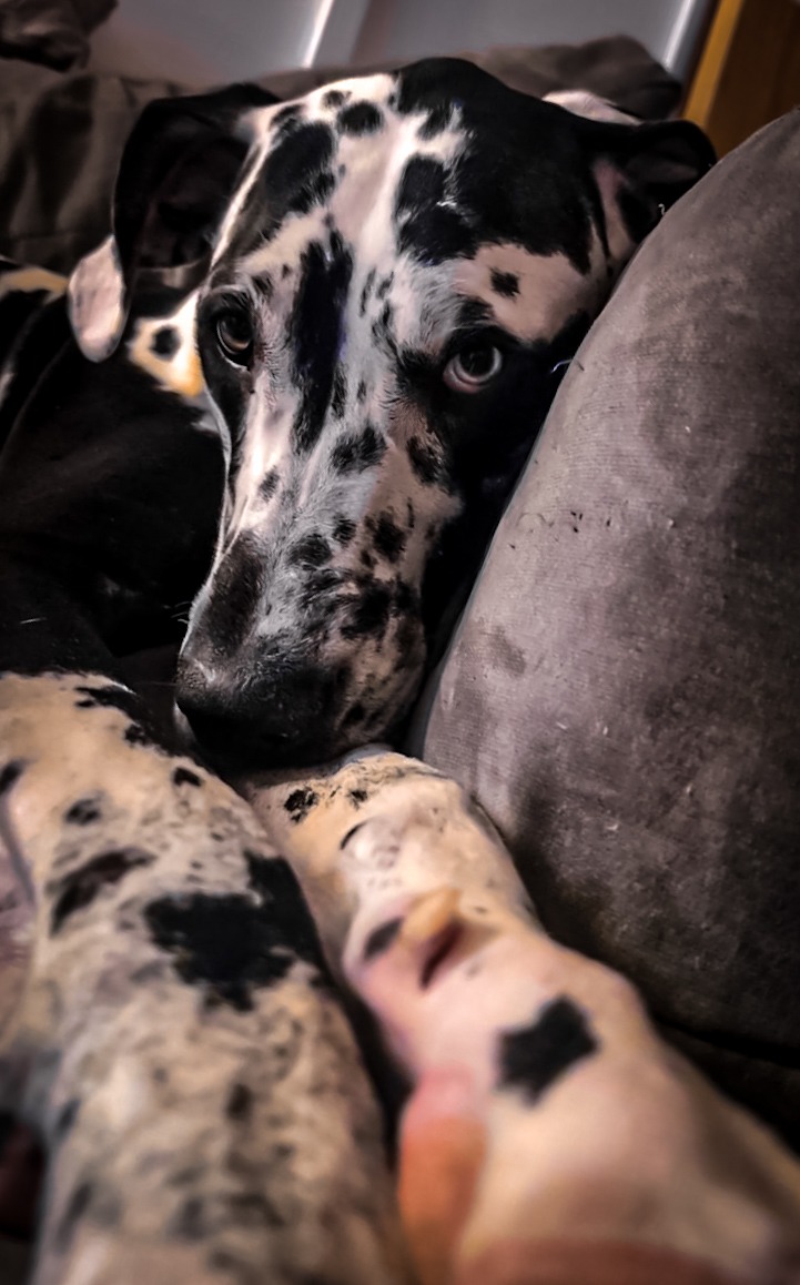 Help Save Pepper, Our Beloved Great Dane campaign photo, 2 of 8