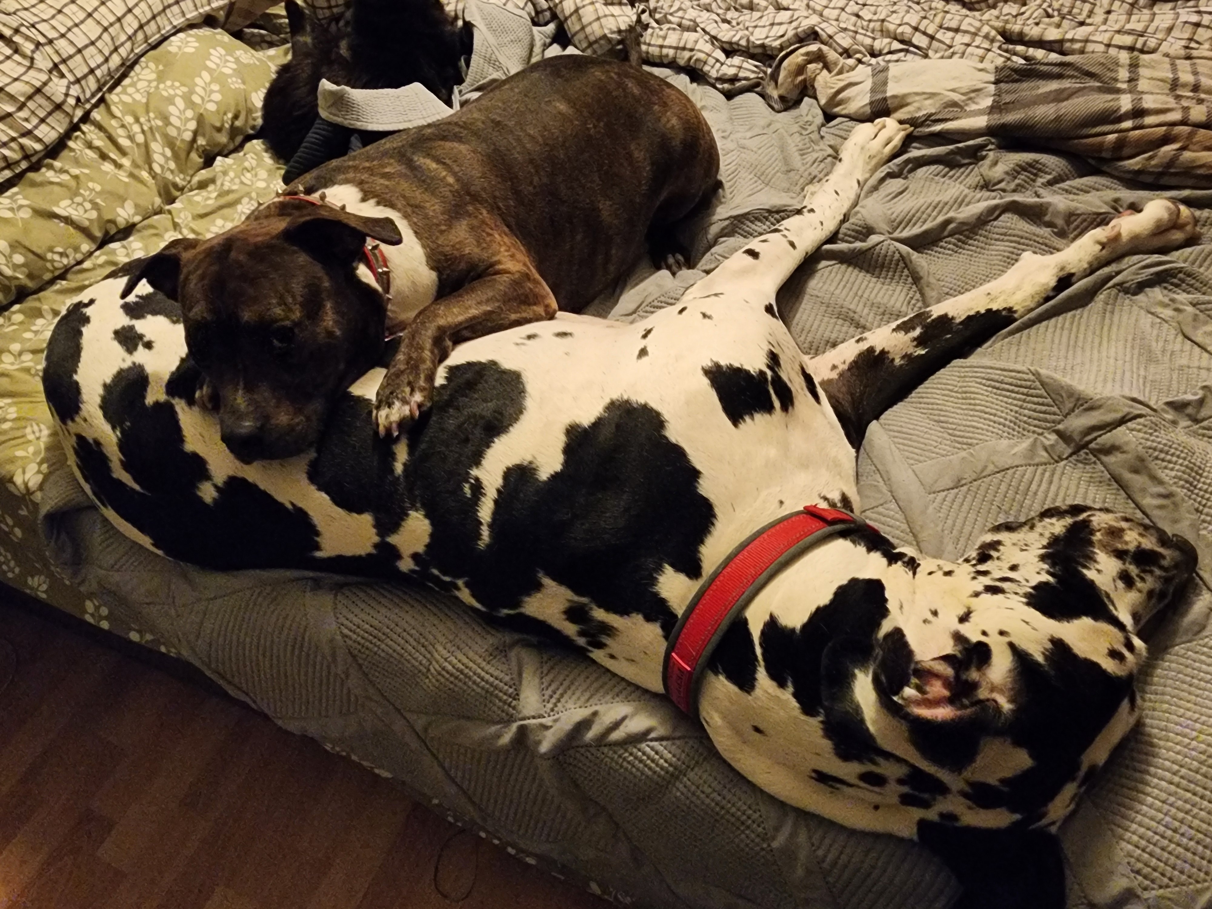 Help Save Pepper, Our Beloved Great Dane campaign photo, 5 of 8