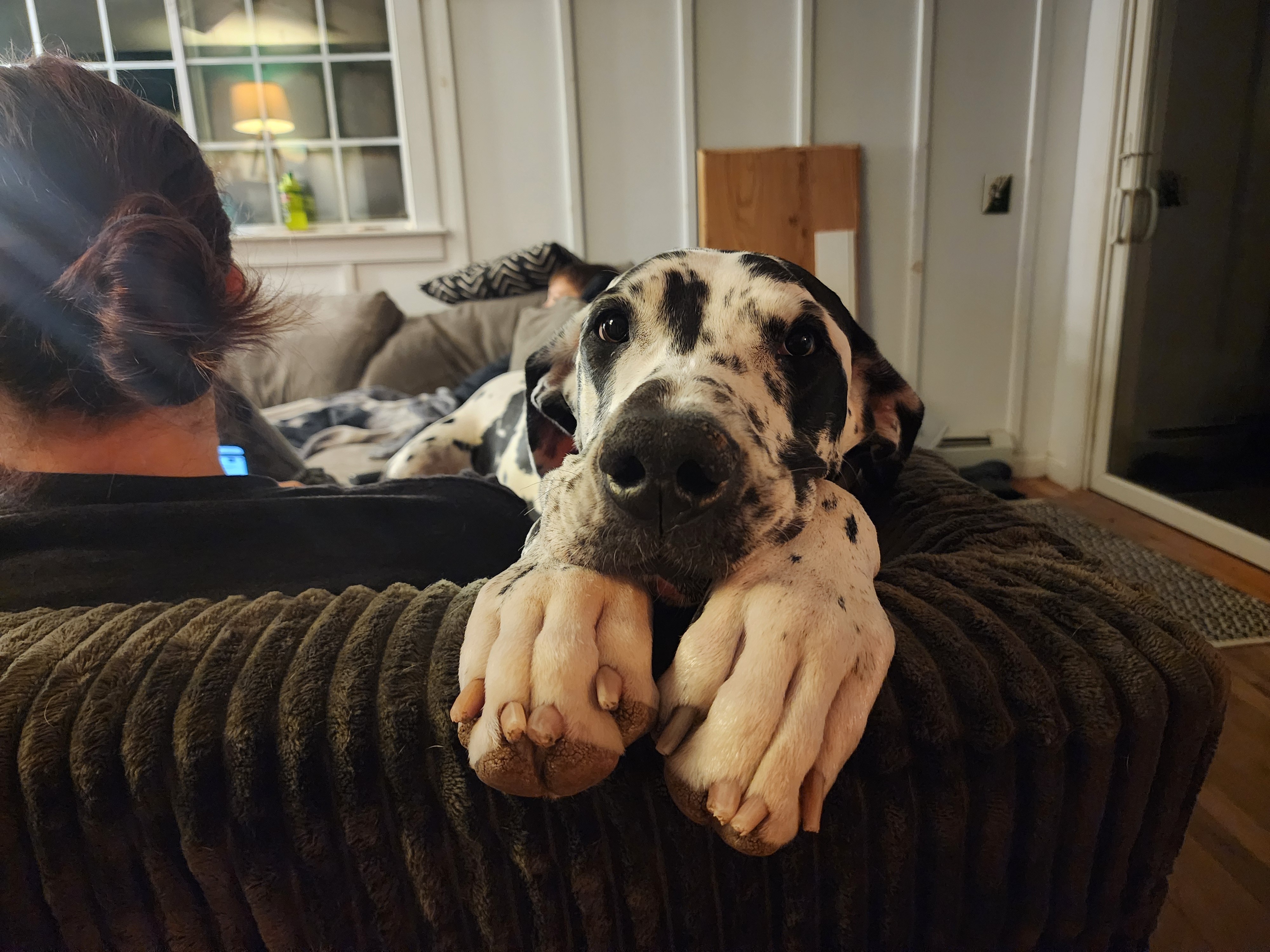 Help Save Pepper, Our Beloved Great Dane campaign photo, 6 of 8