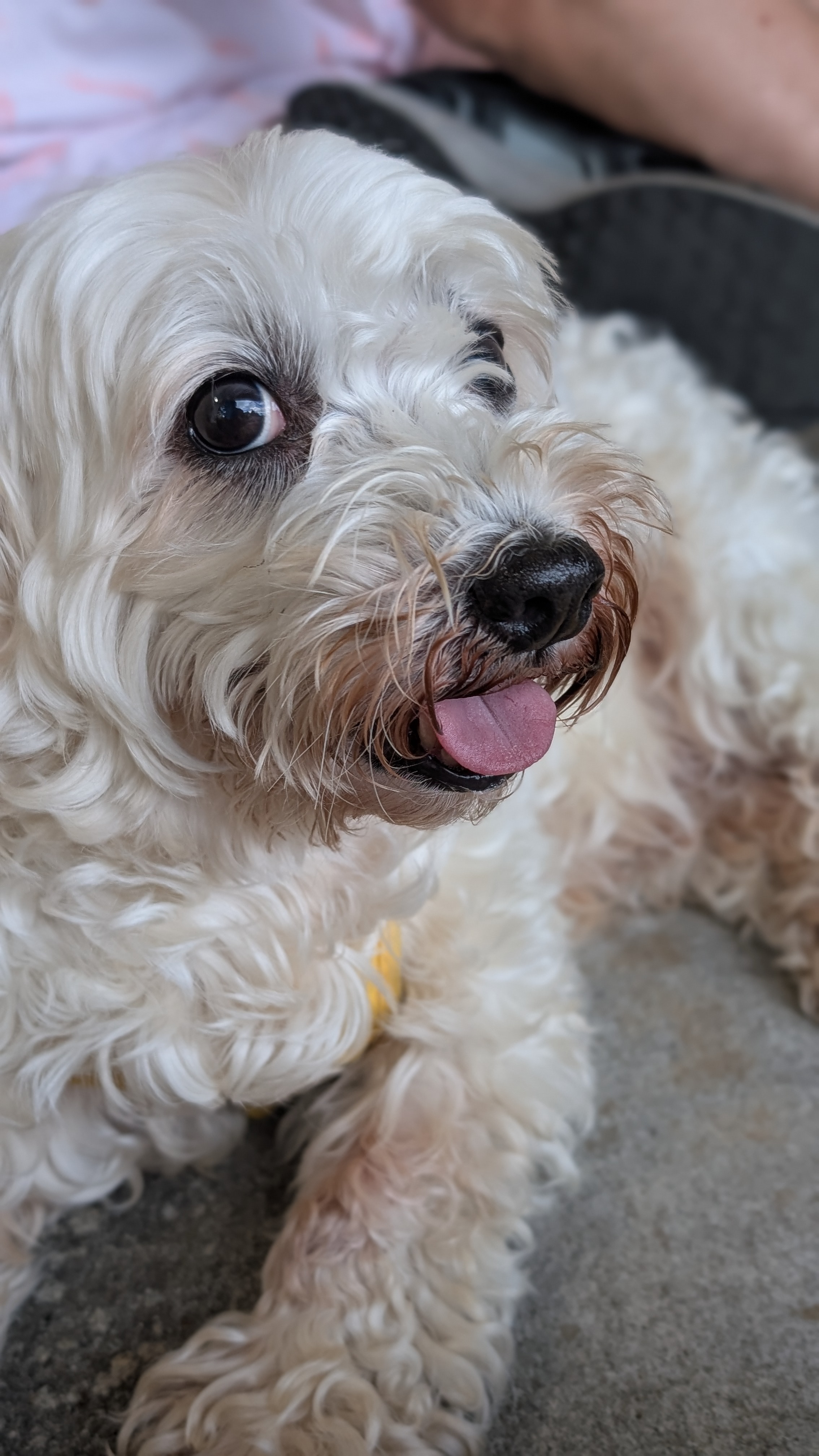 Help Maxwell Get the Vet Care He Needs campaign photo, 7 of 8