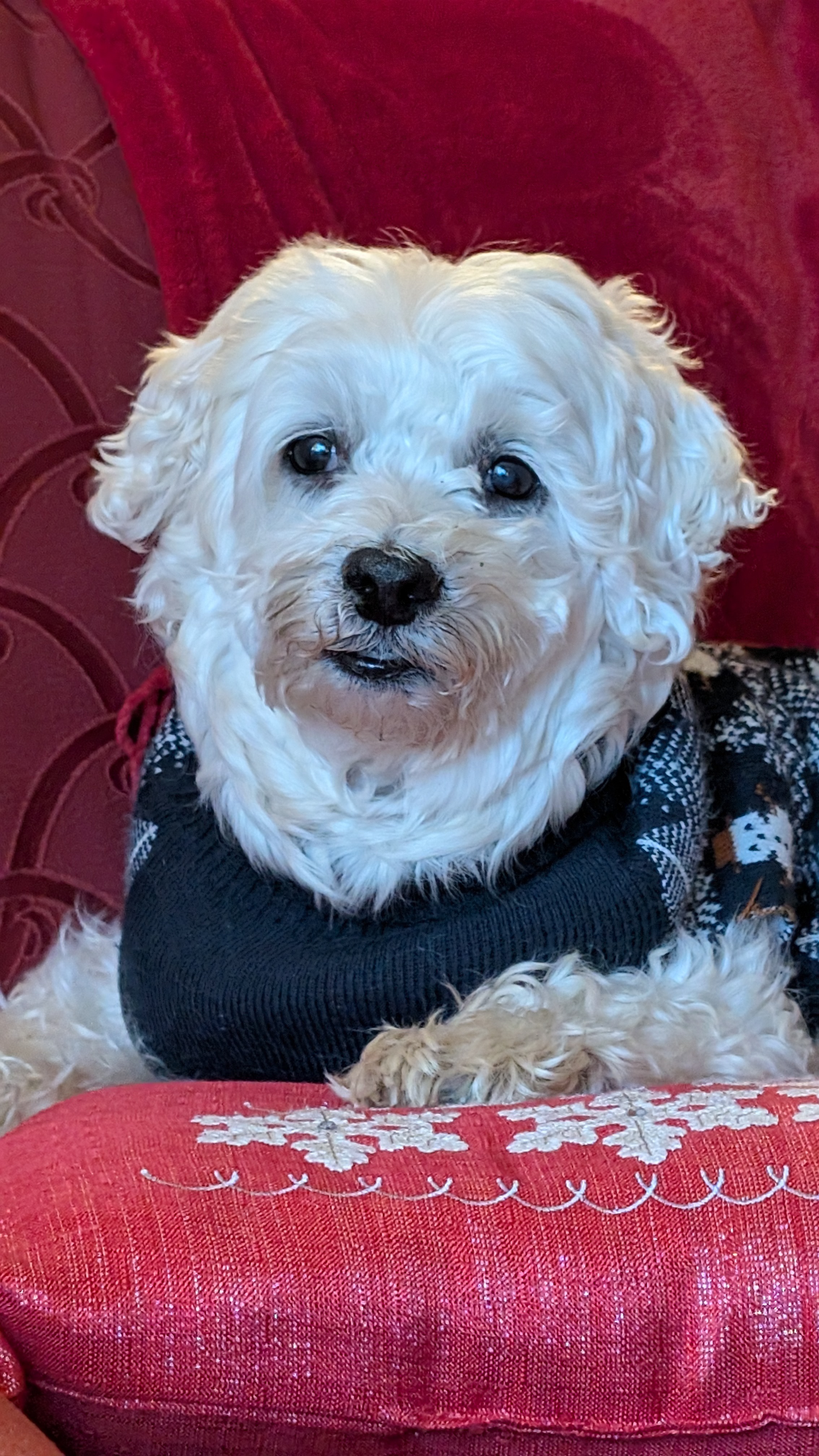 Help Maxwell Get the Vet Care He Needs campaign photo, 4 of 8