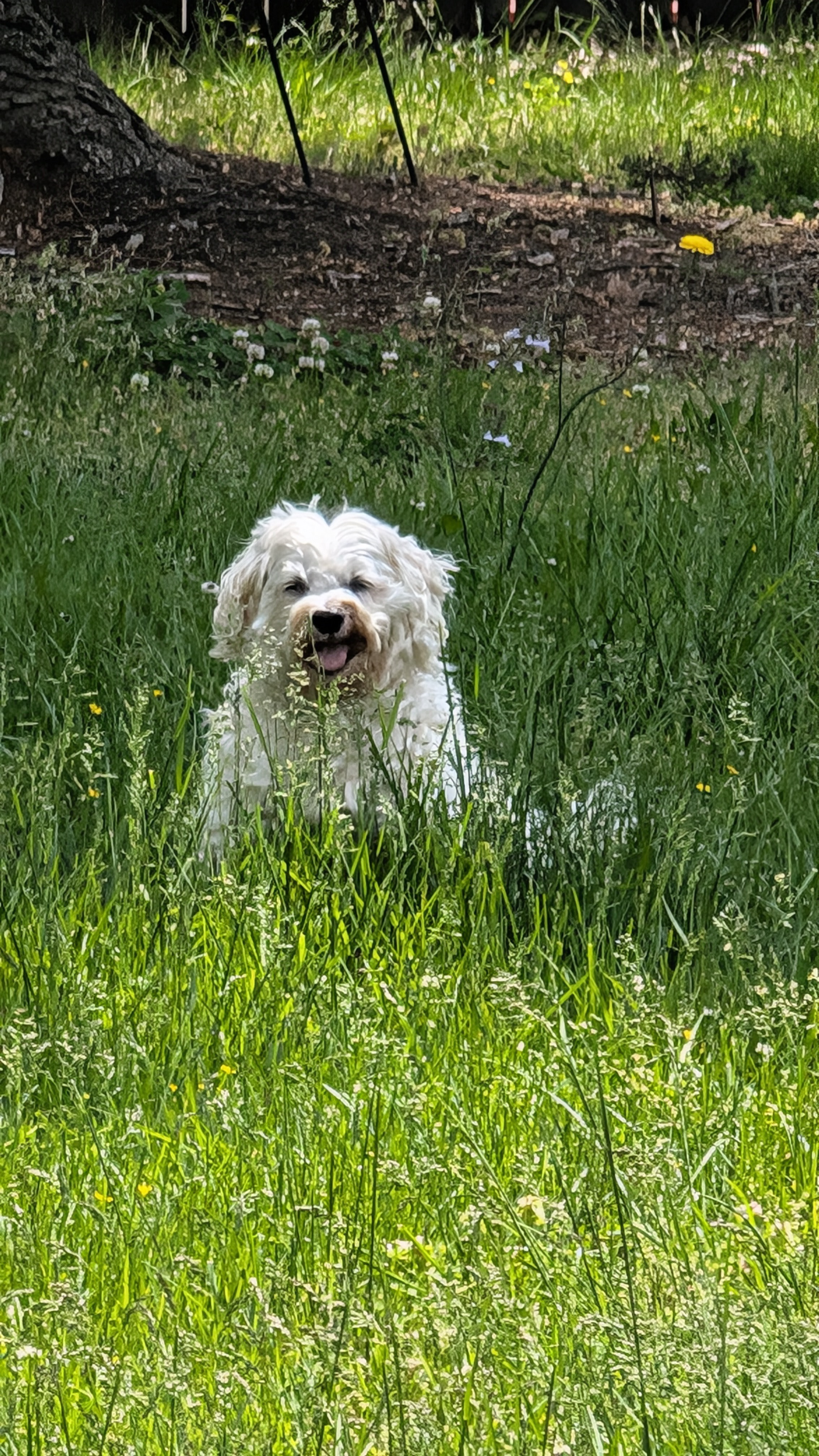 Help Maxwell Get the Vet Care He Needs campaign photo, 5 of 8