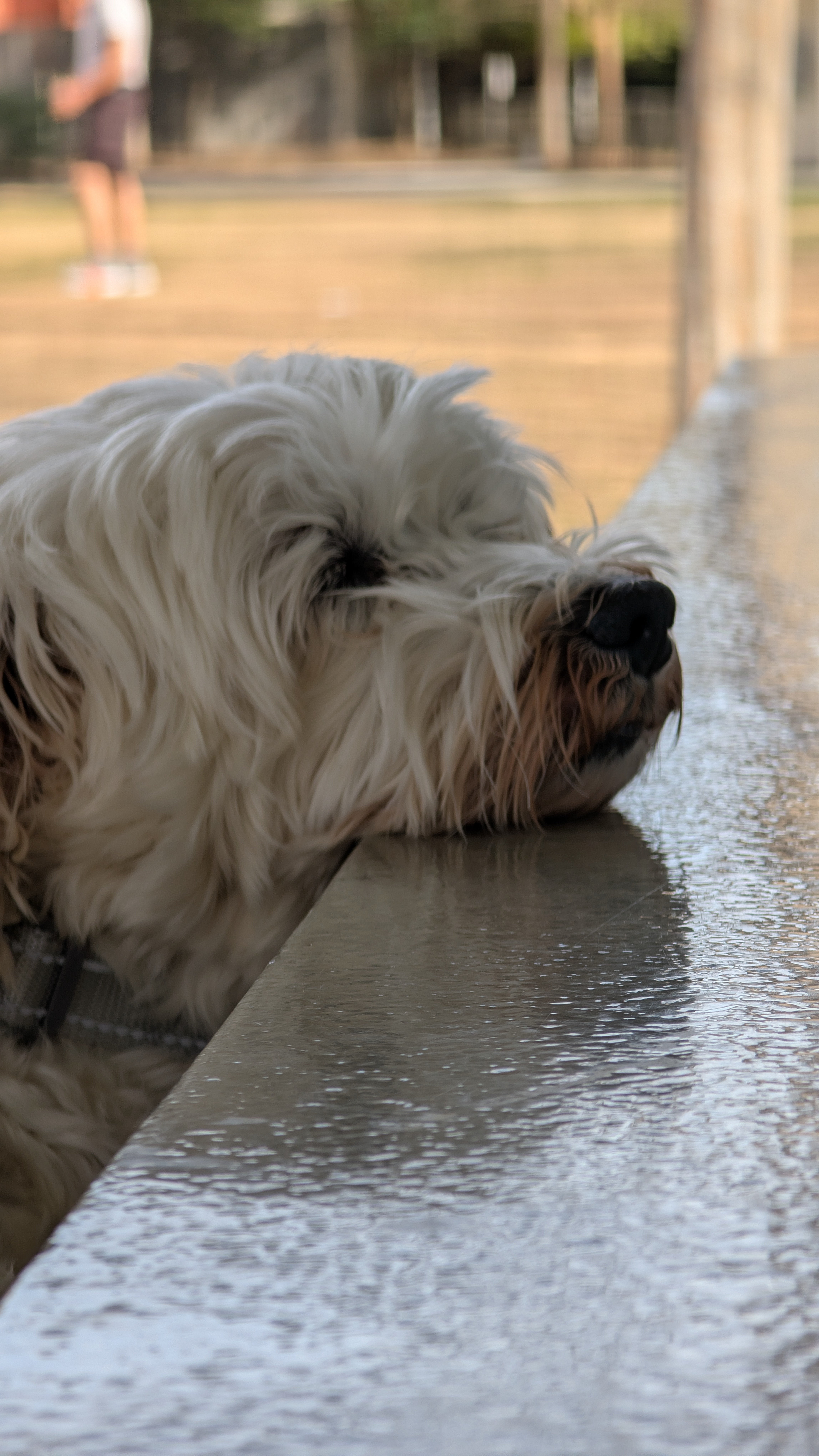 Help Maxwell Get the Vet Care He Needs campaign photo, 6 of 8