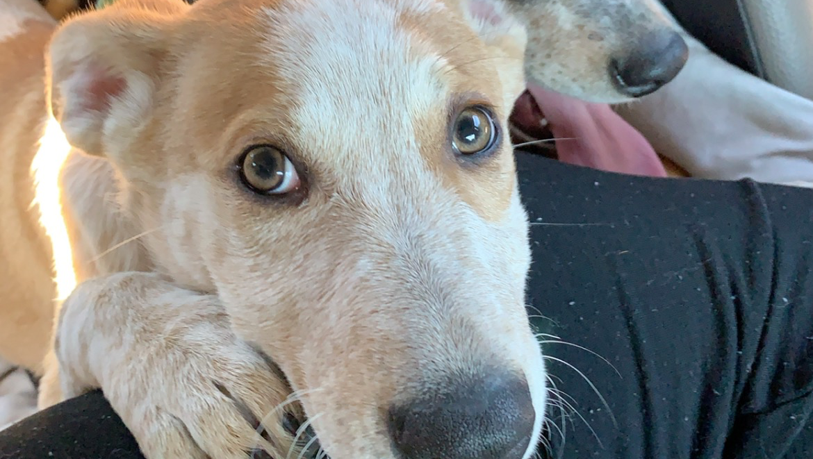 Help Us Find a Safe Home for Our Family & Pets photo
