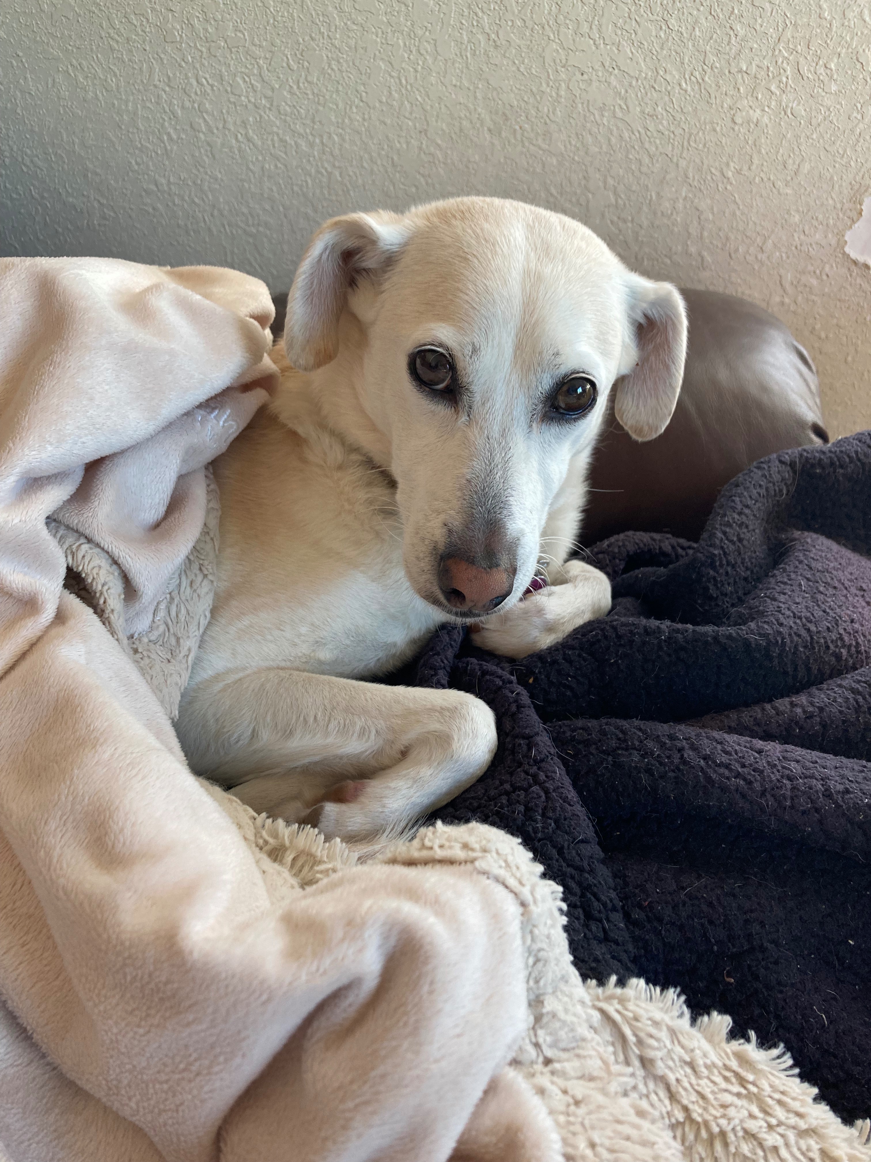 Help with Honeys Spleen operation and recovery campaign photo, 4 of 8
