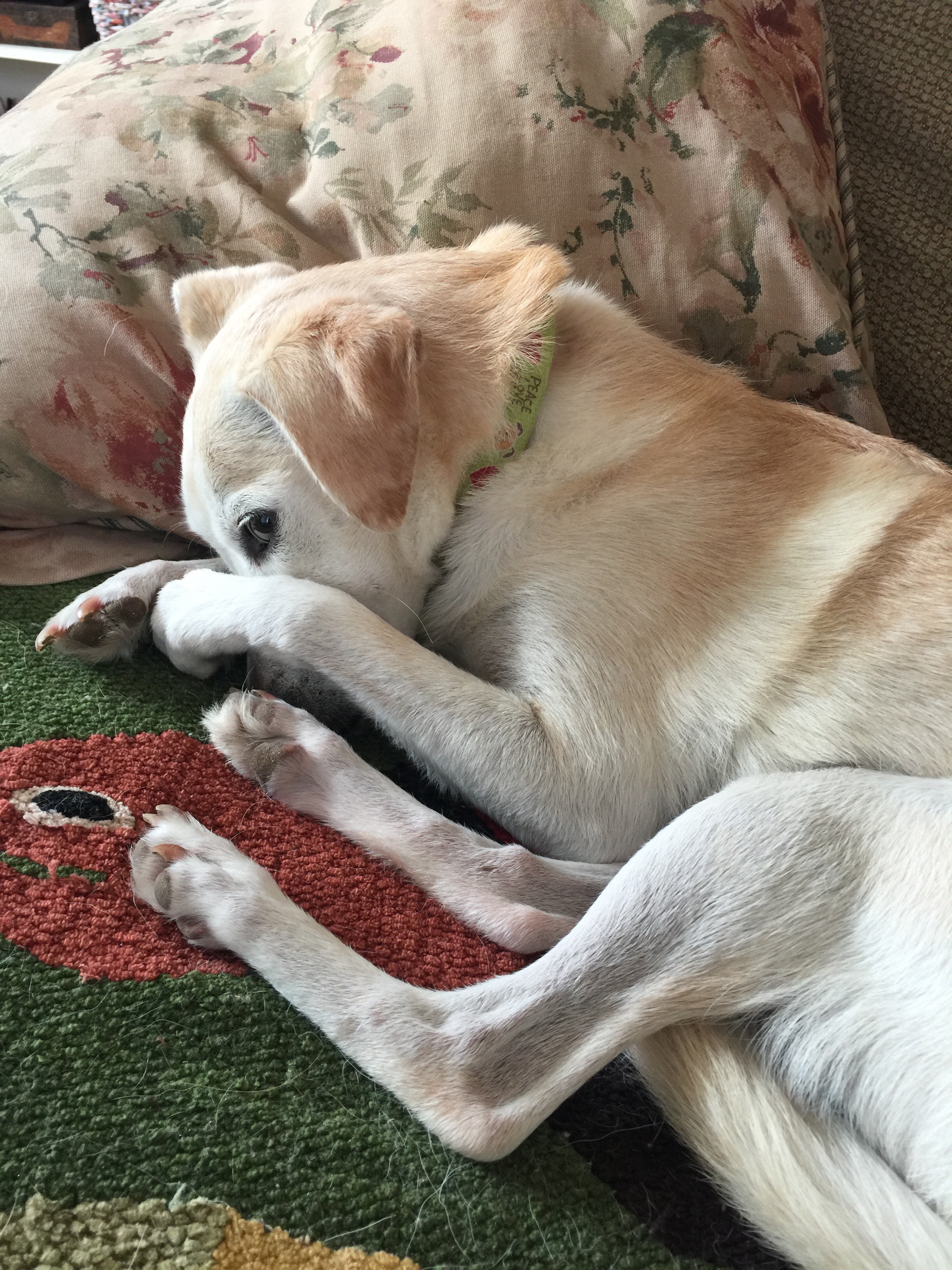 Help with Honeys Spleen operation and recovery campaign photo, 6 of 8