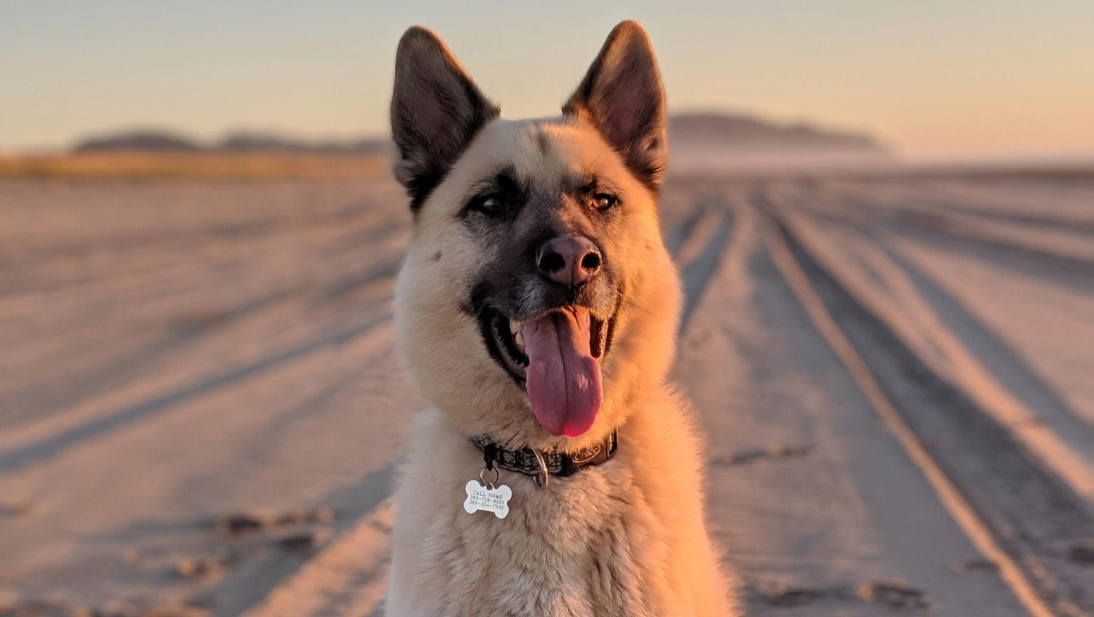 Help Kona Beat Cancer and Keep Chasing Squirrels photo