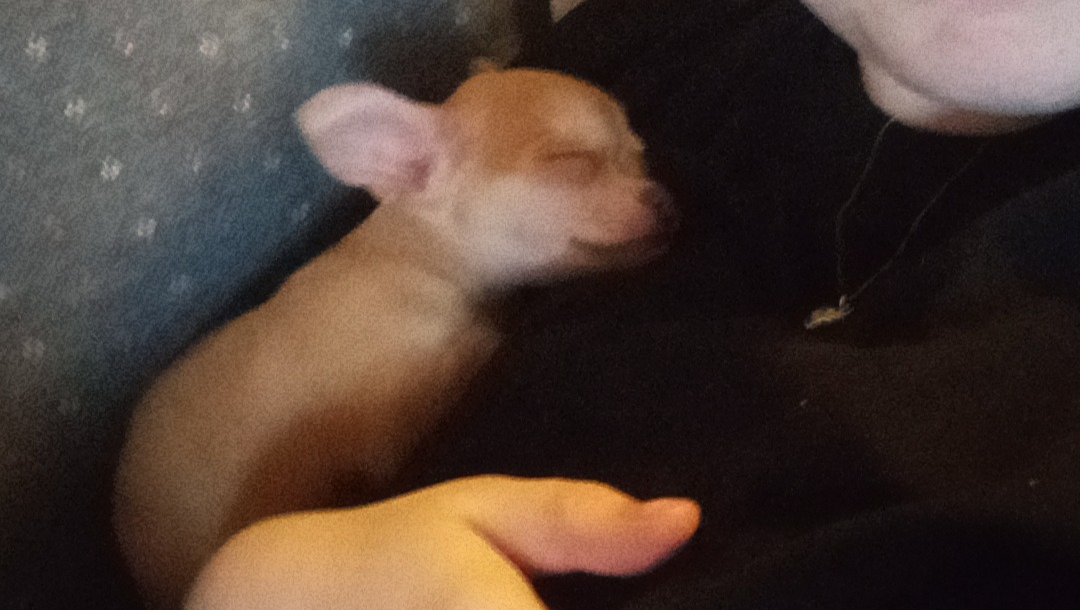 Help Neon & Her Dog Find a Safe Home photo