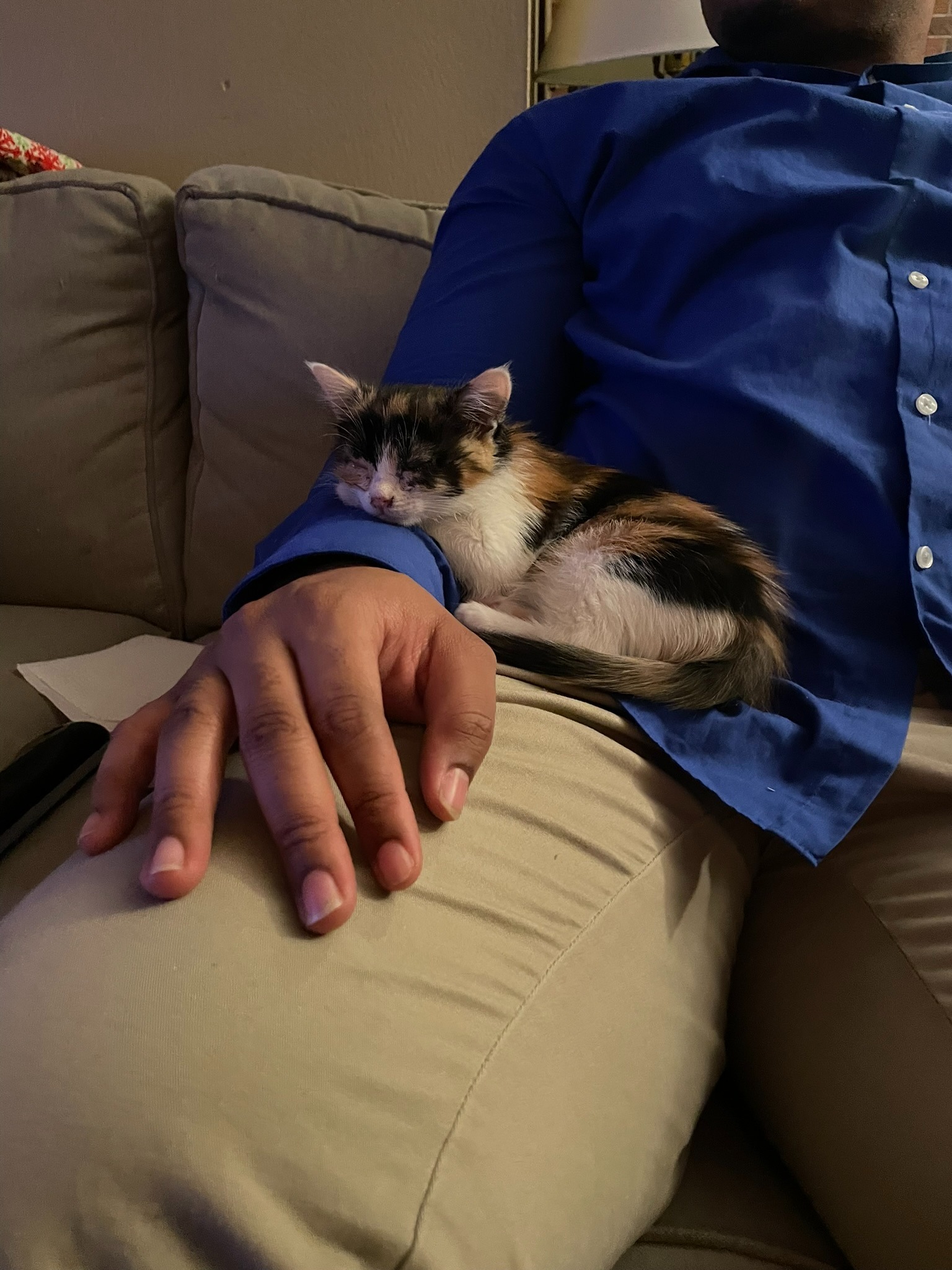 In Memory of Nola: Help Cats Fighting FIP campaign photo, 6 of 7