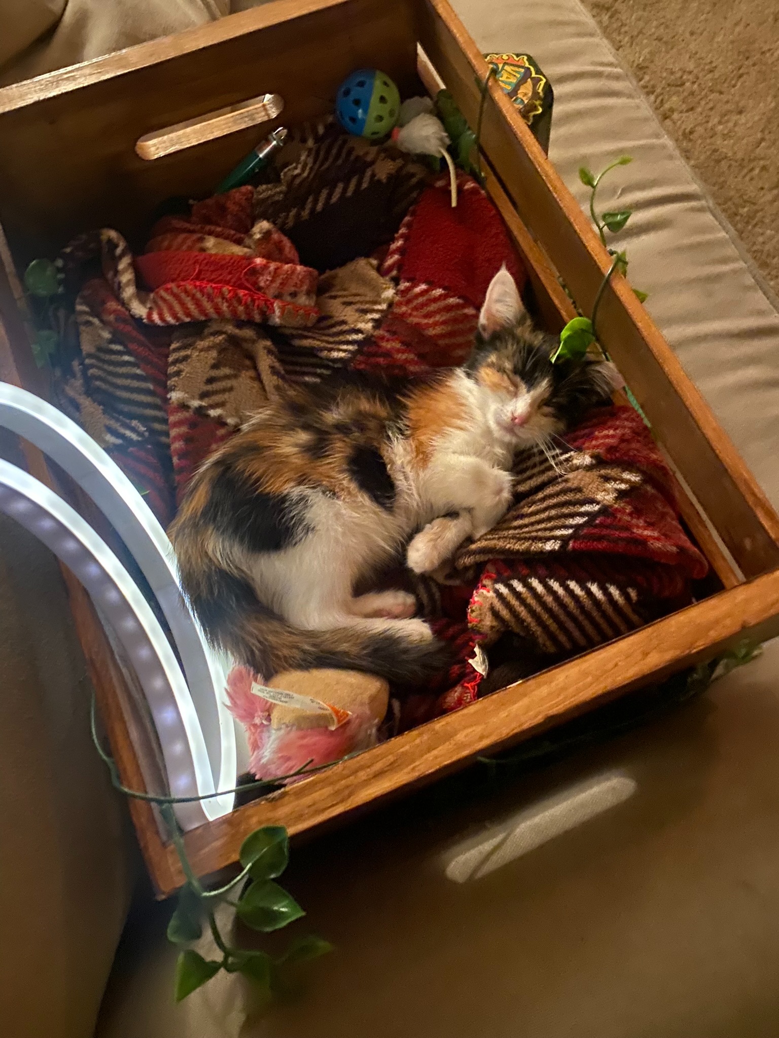 In Memory of Nola: Help Cats Fighting FIP campaign photo, 2 of 7