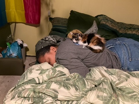 In Memory of Nola: Help Cats Fighting FIP campaign photo, 4 of 7