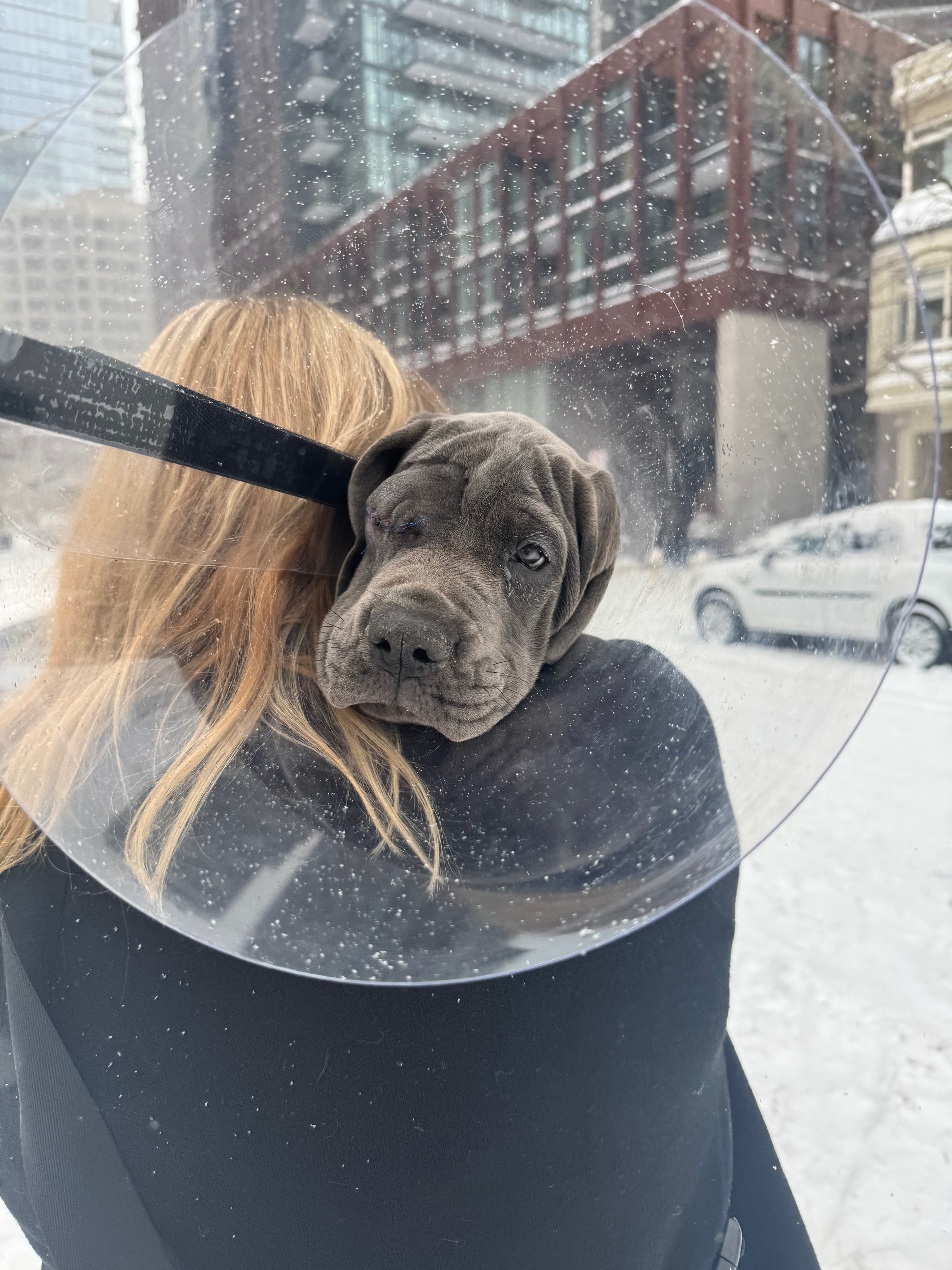 Puppy Daytona’s Eye Surgery campaign photo, 2 of 4