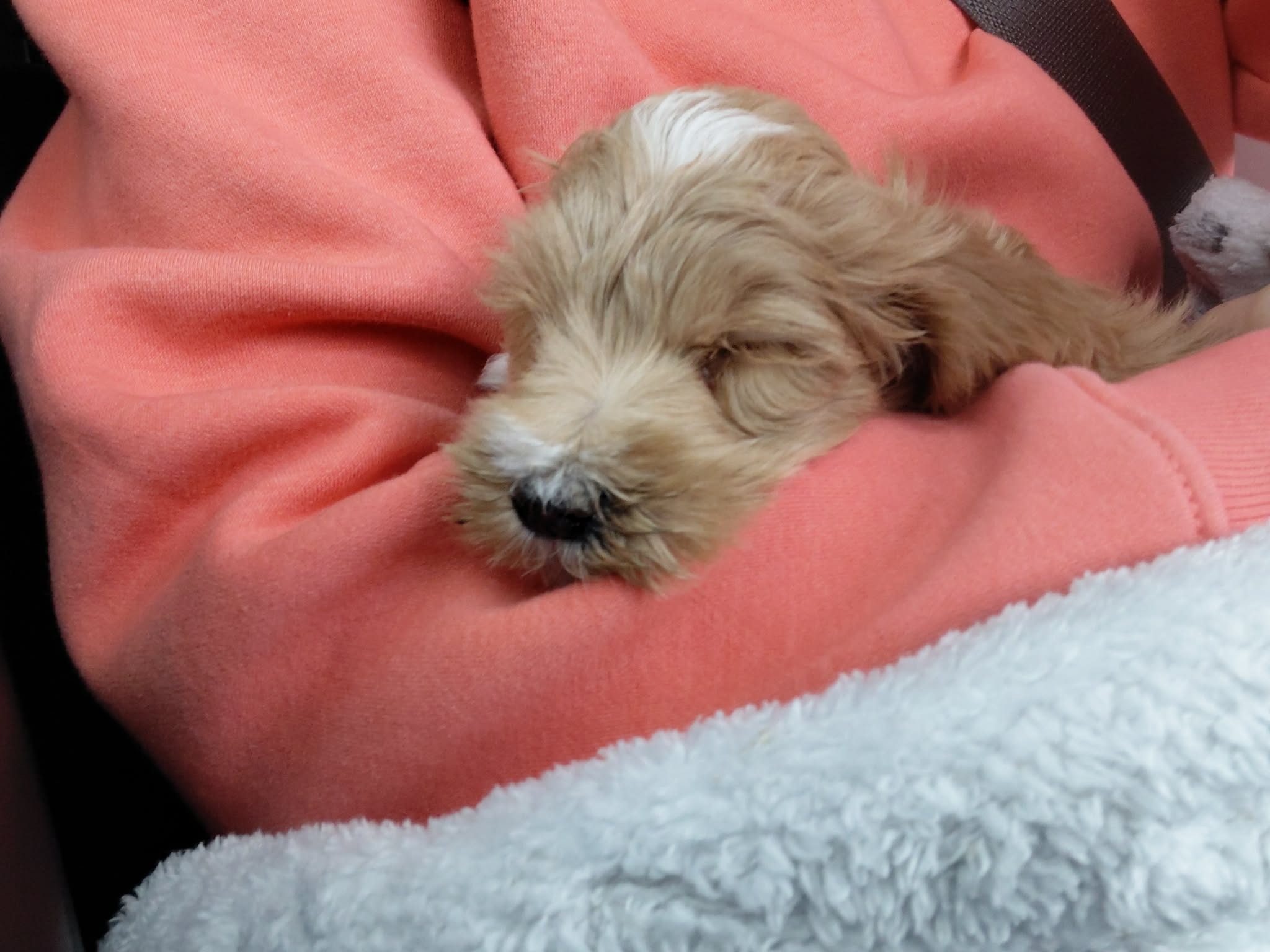 From Tube Feeding to Treats: Help Randy live a normal life campaign photo, 2 of 8