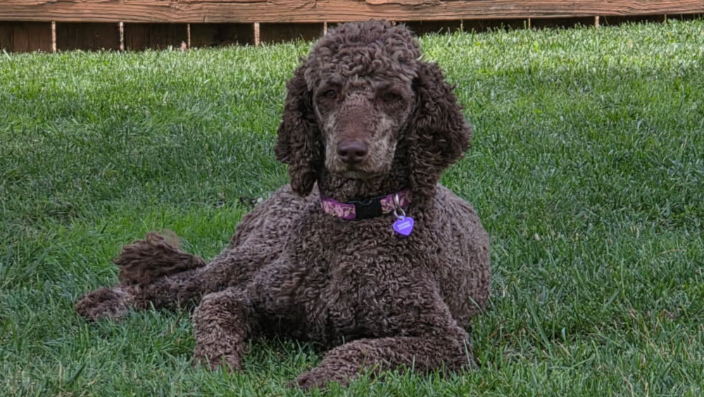 Support Reyna’s Ongoing Medical Care photo