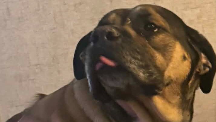 Help Frida Get the Surgery She Needs photo