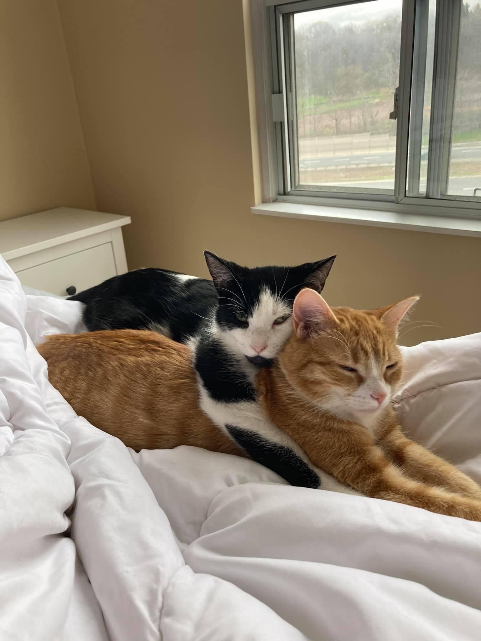Our Little Cat Pikachu campaign photo, 2 of 8