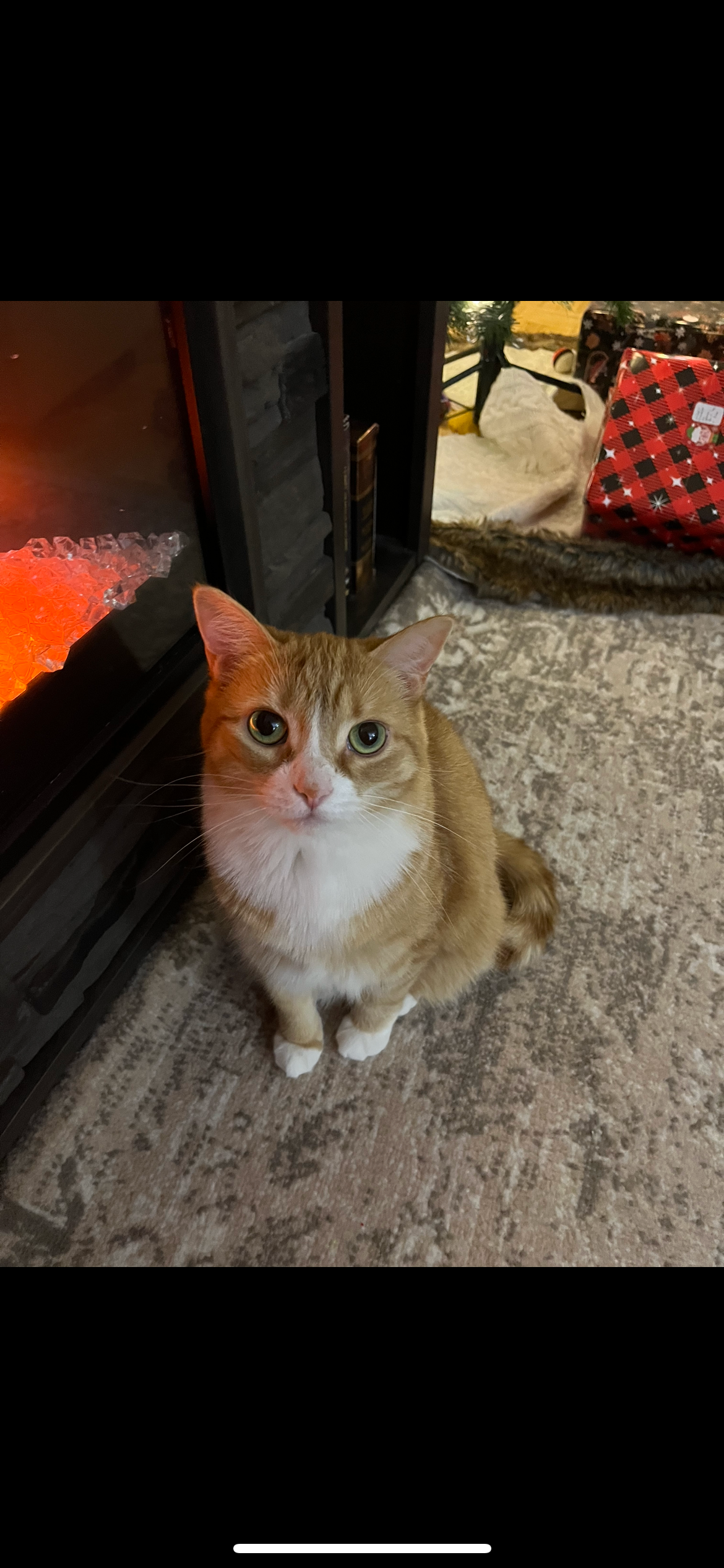 Our Little Cat Pikachu campaign photo, 5 of 8