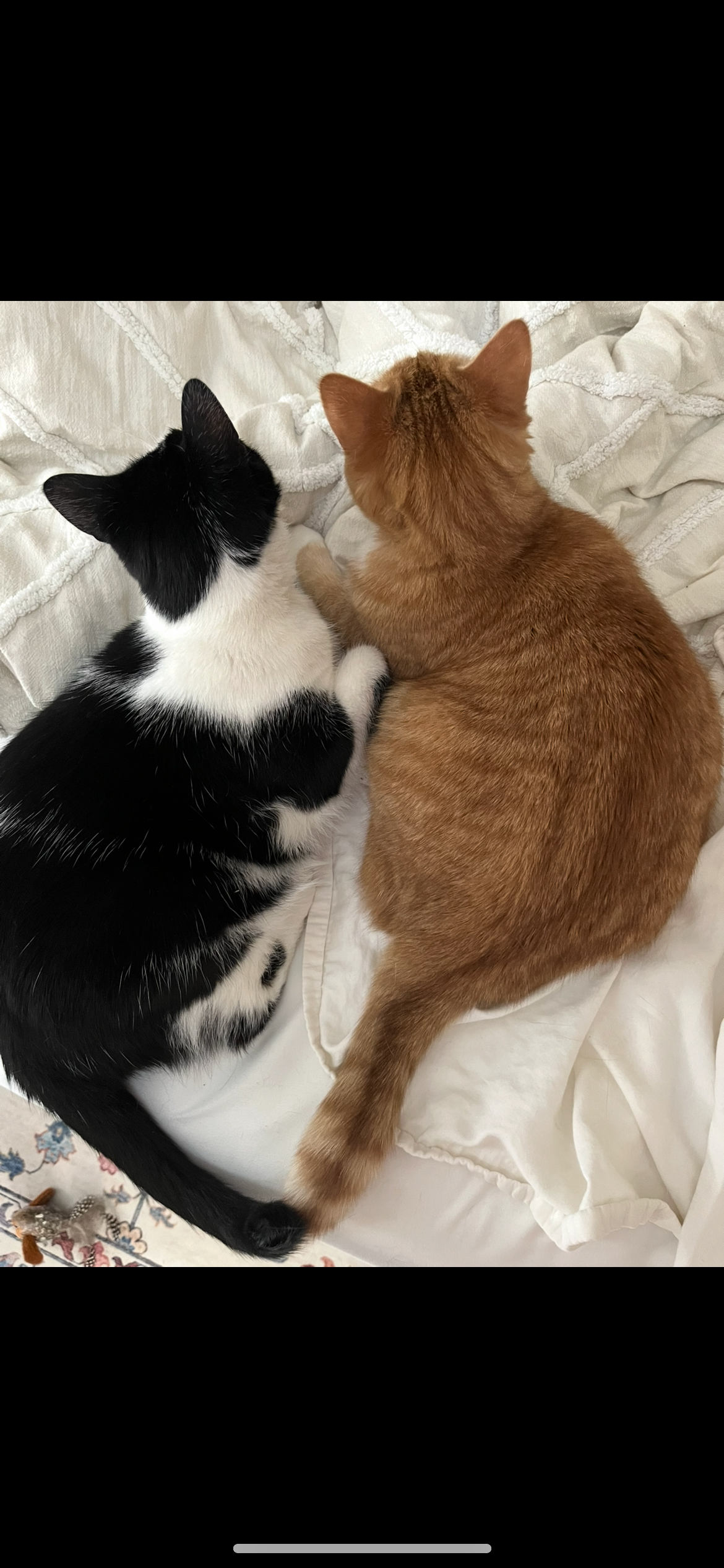 Our Little Cat Pikachu campaign photo, 6 of 8