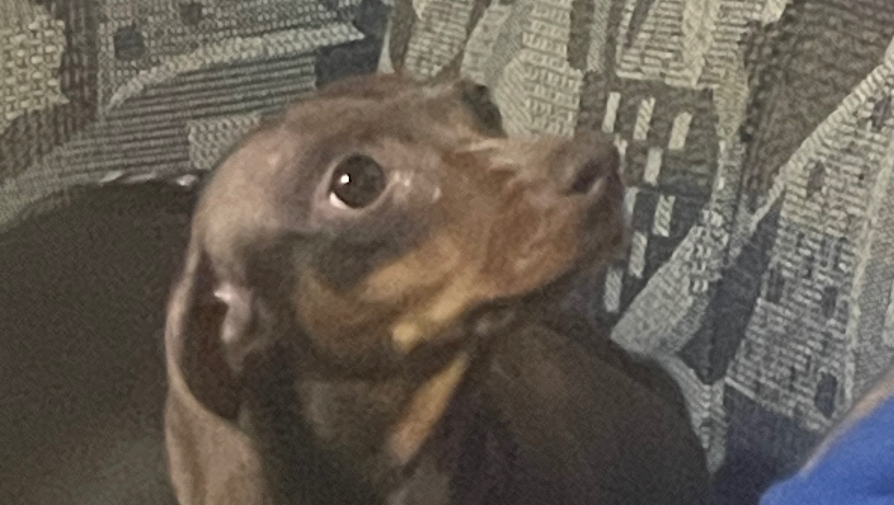 Care for Freya After Tumors and IVDD photo
