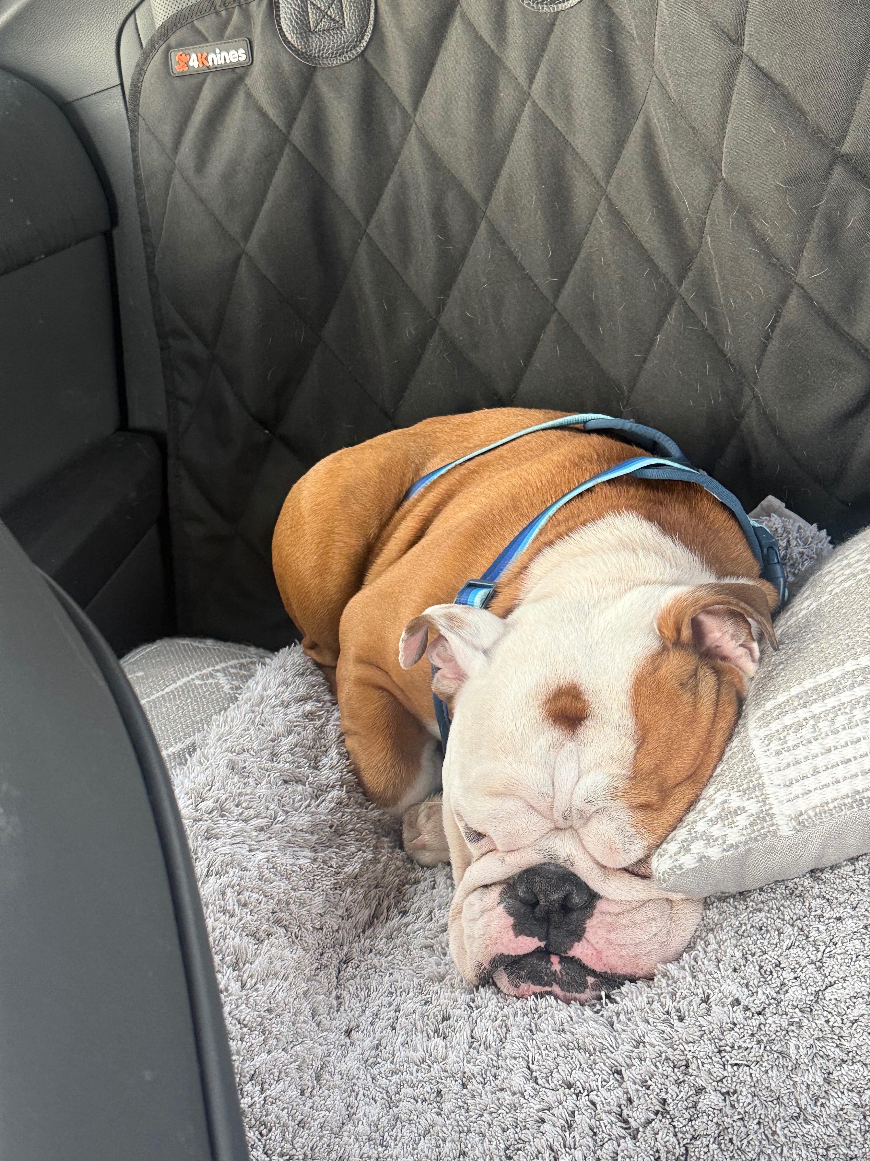 Support Otis’s Journey to a Pain-Free Life campaign photo, 5 of 8