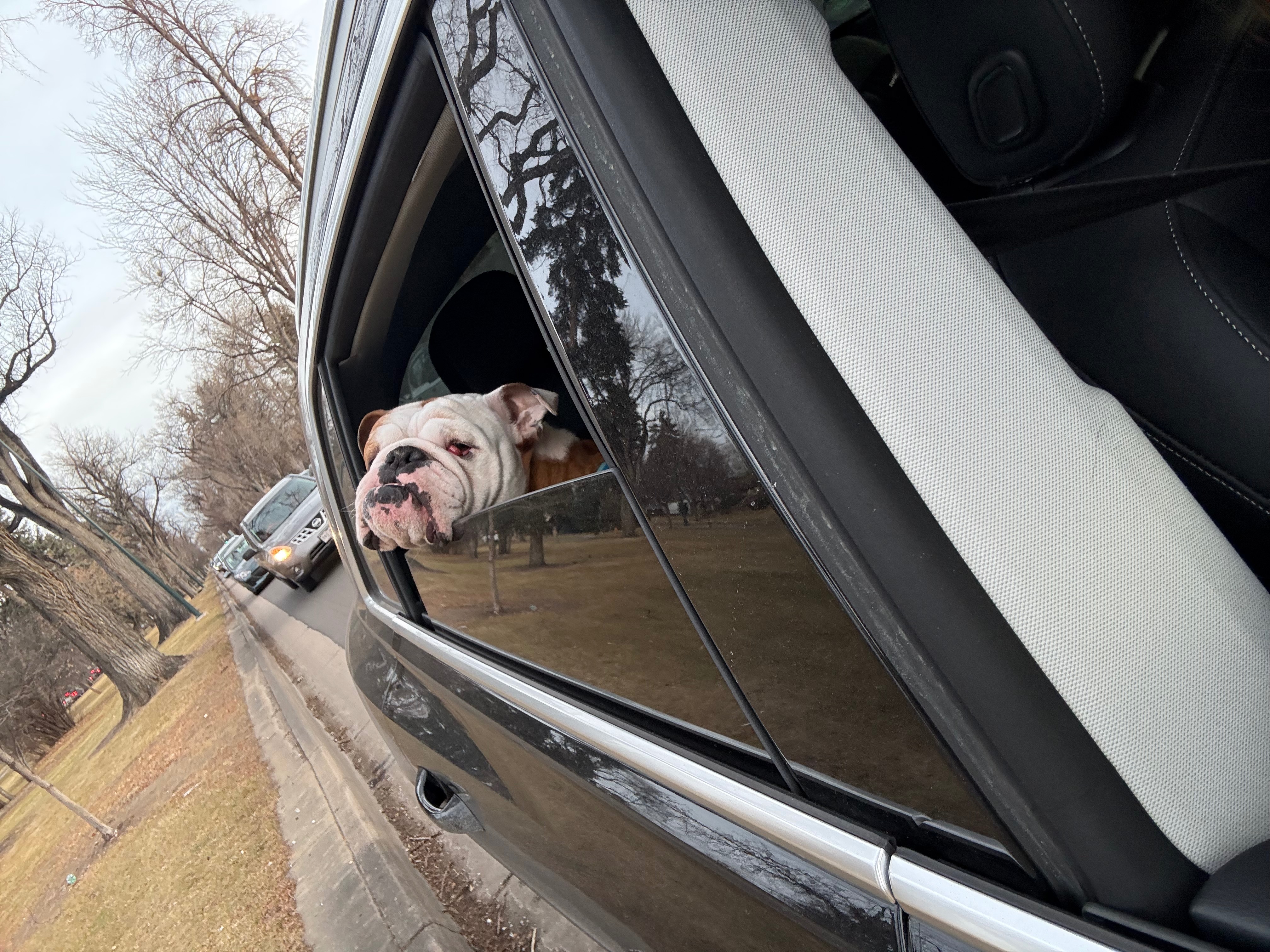 Support Otis’s Journey to a Pain-Free Life campaign photo, 4 of 8