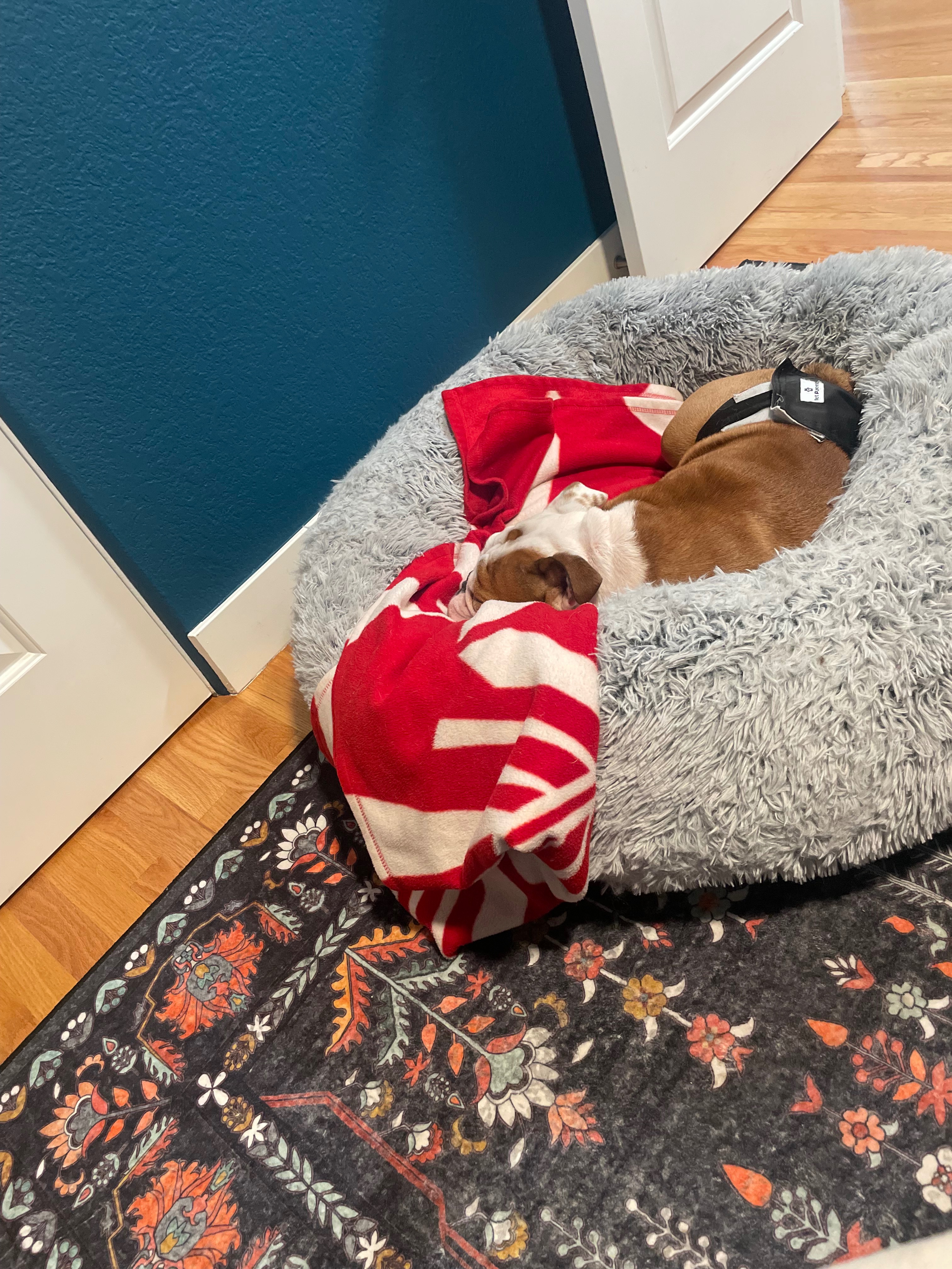 Support Otis’s Journey to a Pain-Free Life campaign photo, 6 of 8
