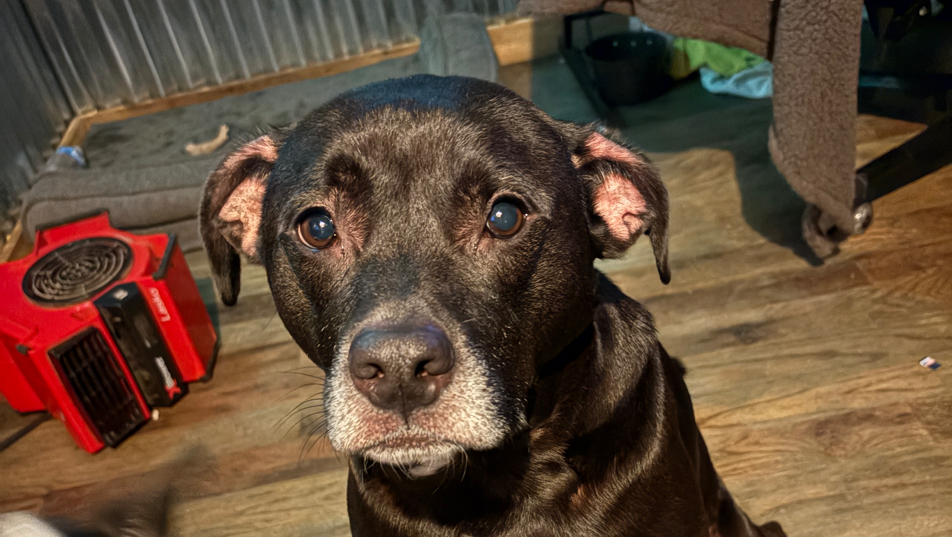 Prayers and Donations for Our Beloved Dog photo