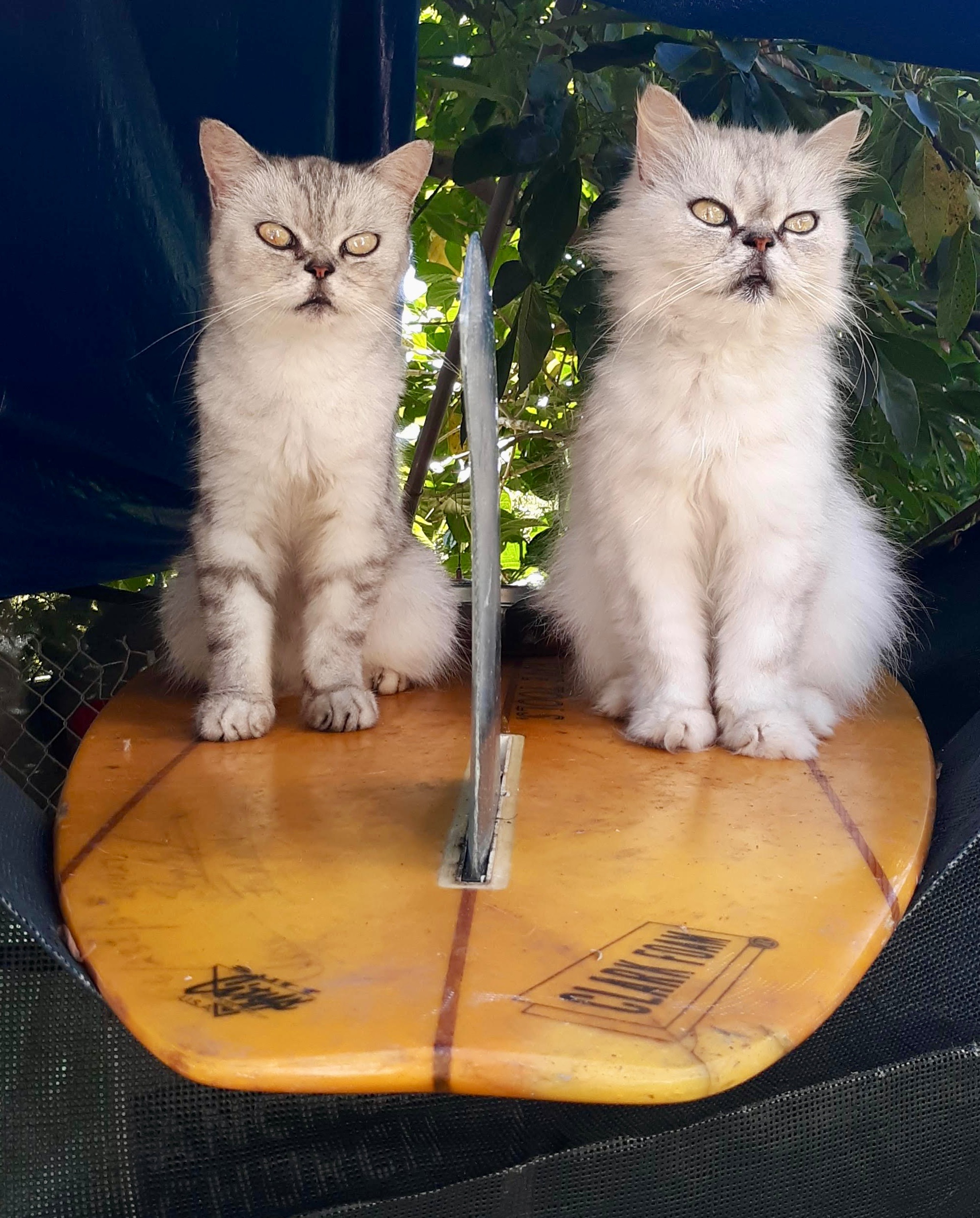 Help support the Aloha Barn, Animal Ohana. campaign photo, 2 of 8