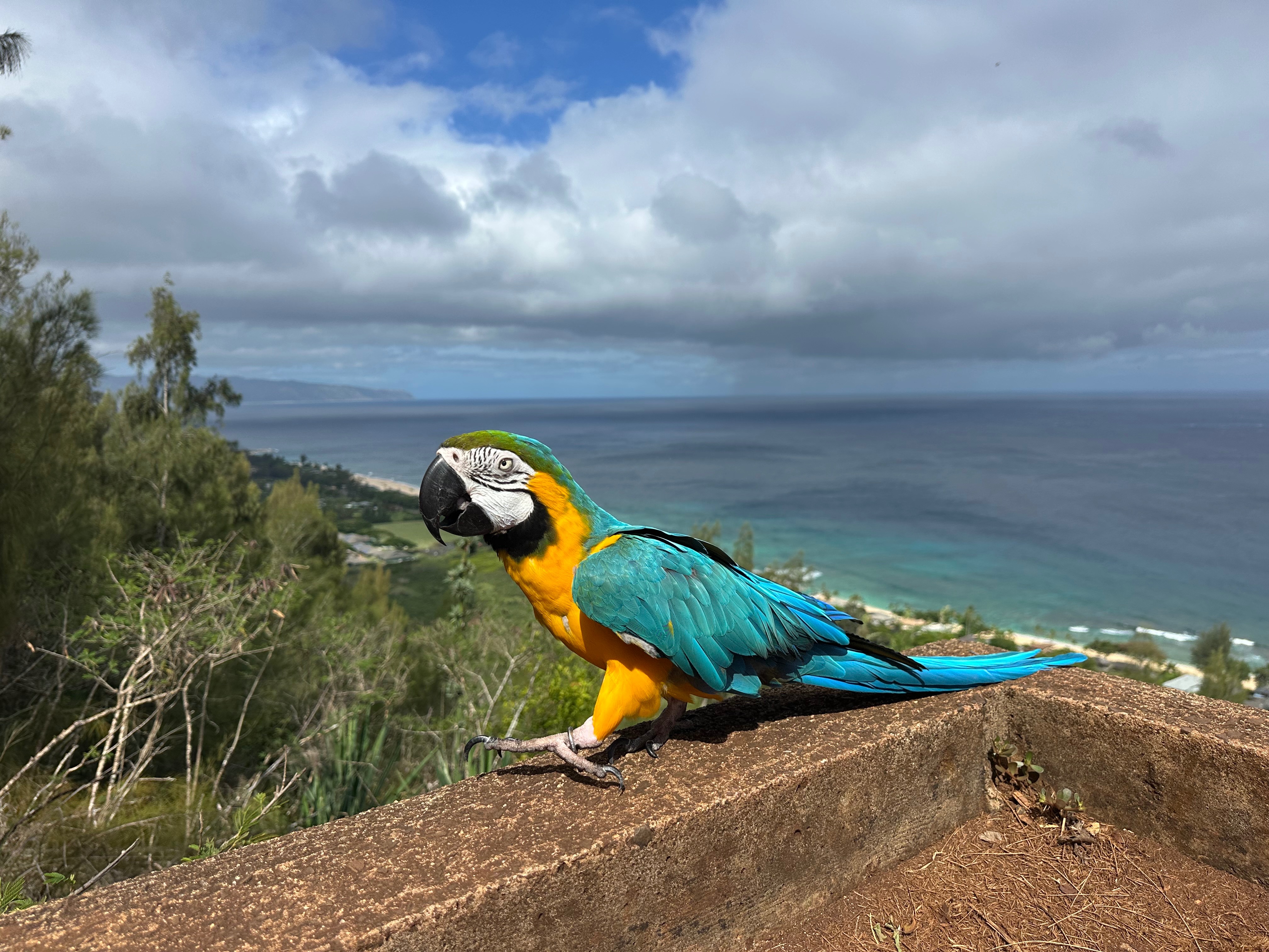 Help support the Aloha Barn, Animal Ohana. campaign photo, 4 of 8