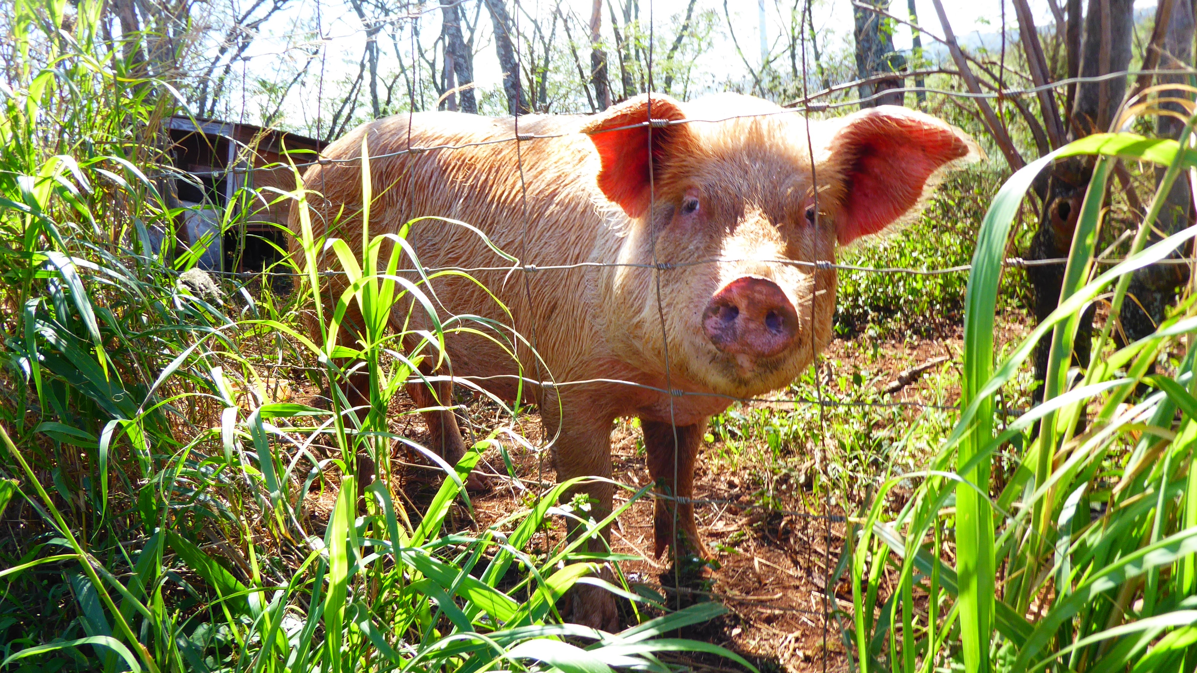 Help support the Aloha Barn, Animal Ohana. campaign photo, 5 of 8