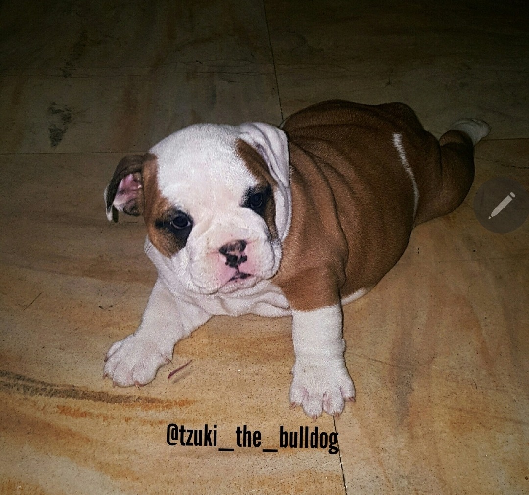 Help Tzuki Get Lifesaving Surgery campaign photo, 2 of 8