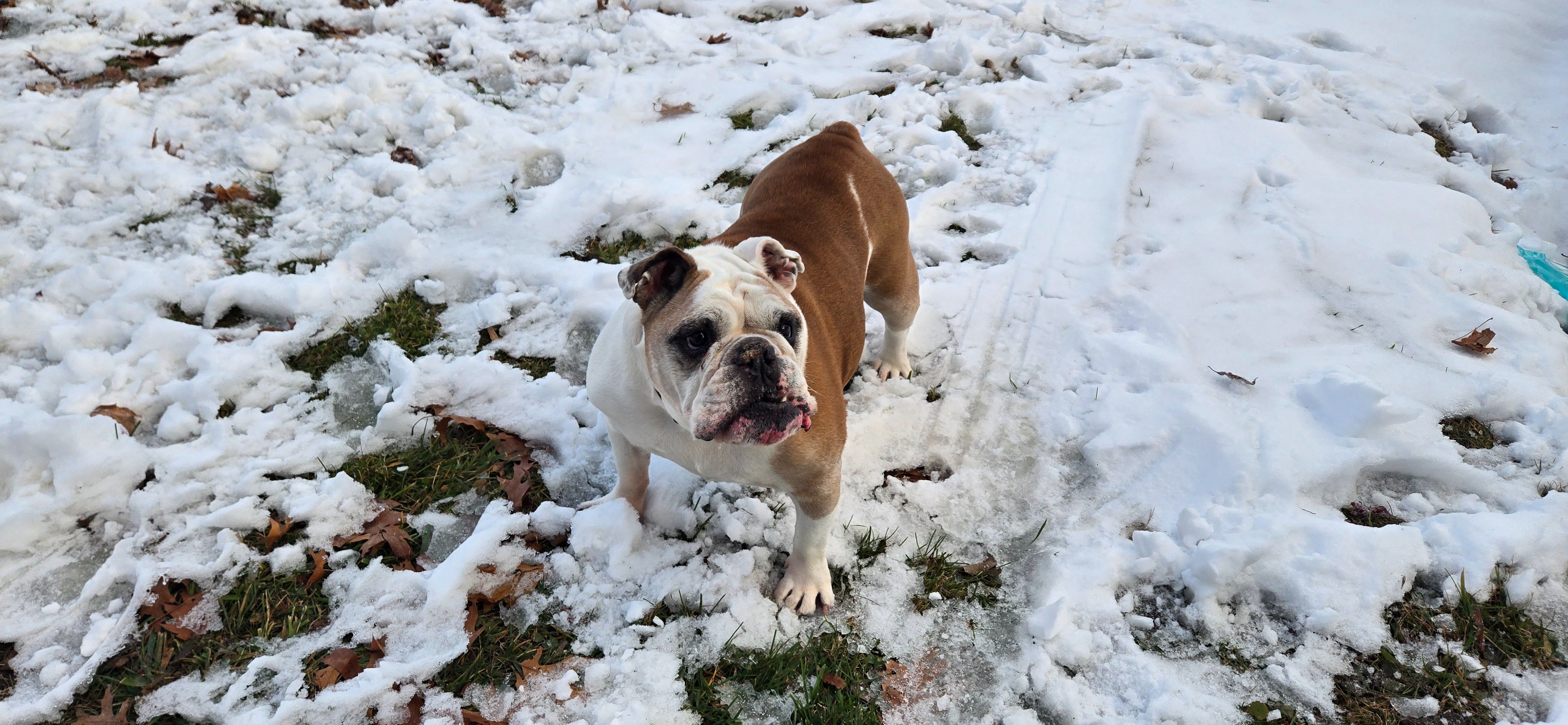 Help Tzuki Get Lifesaving Surgery campaign photo, 4 of 8