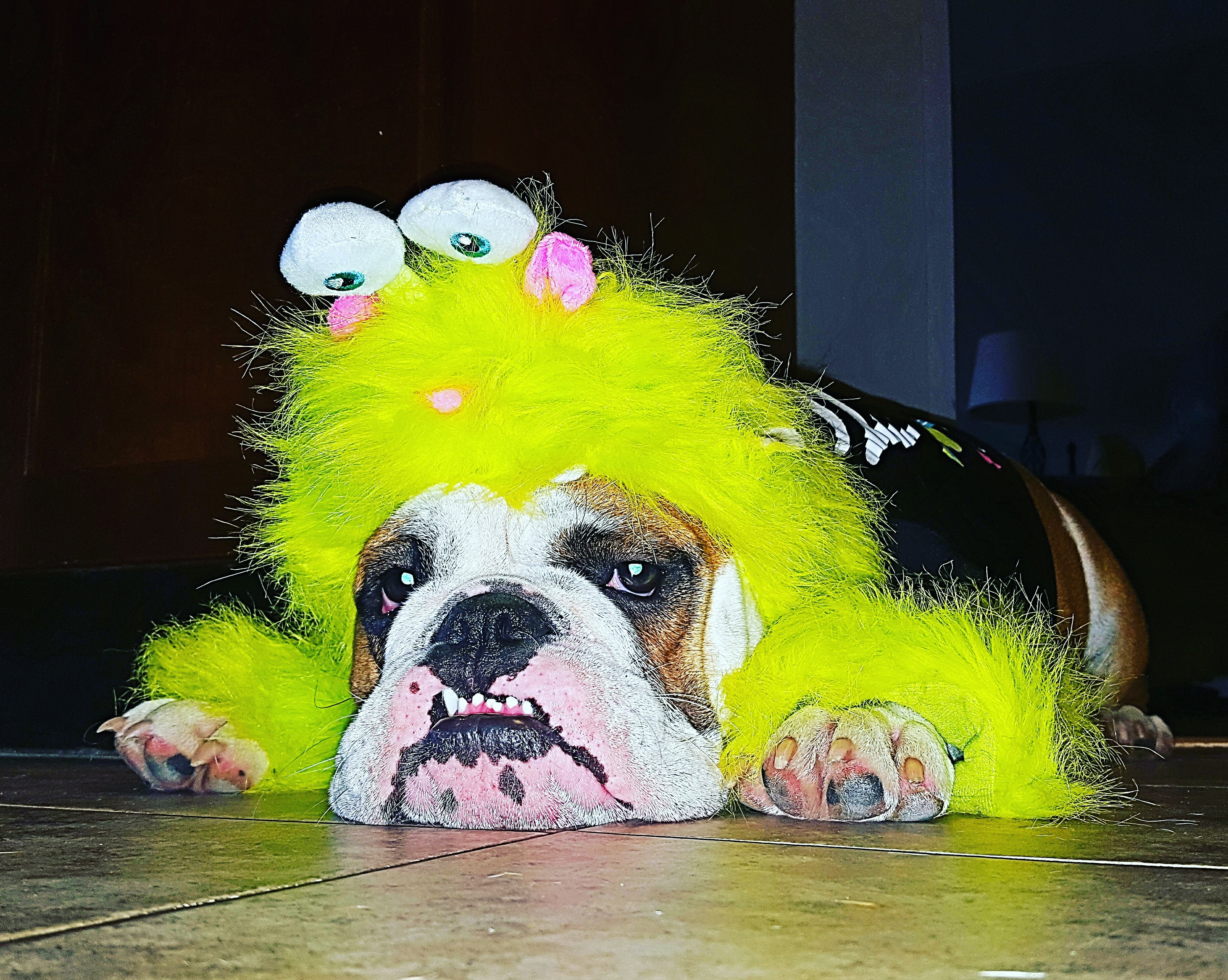 Help Tzuki Get Lifesaving Surgery campaign photo, 6 of 8