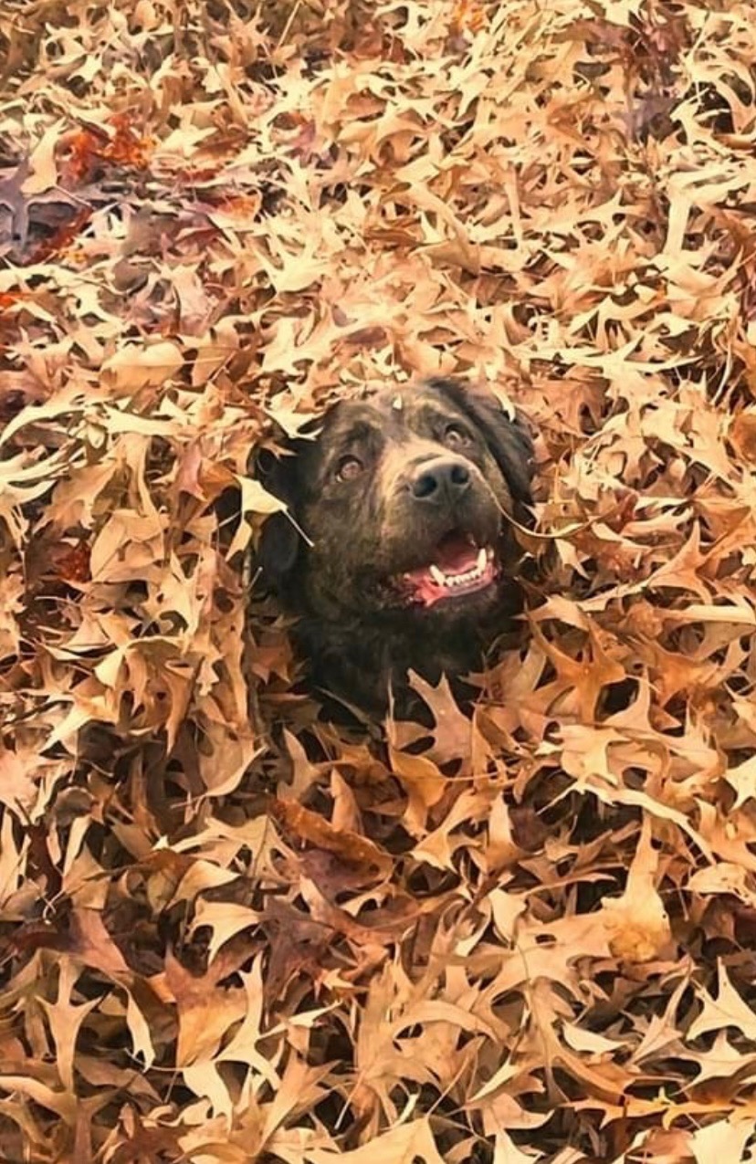 Help Save Fuzzy: Leg Tumor Surgery for a Gentle Senior Dog campaign photo, 7 of 7