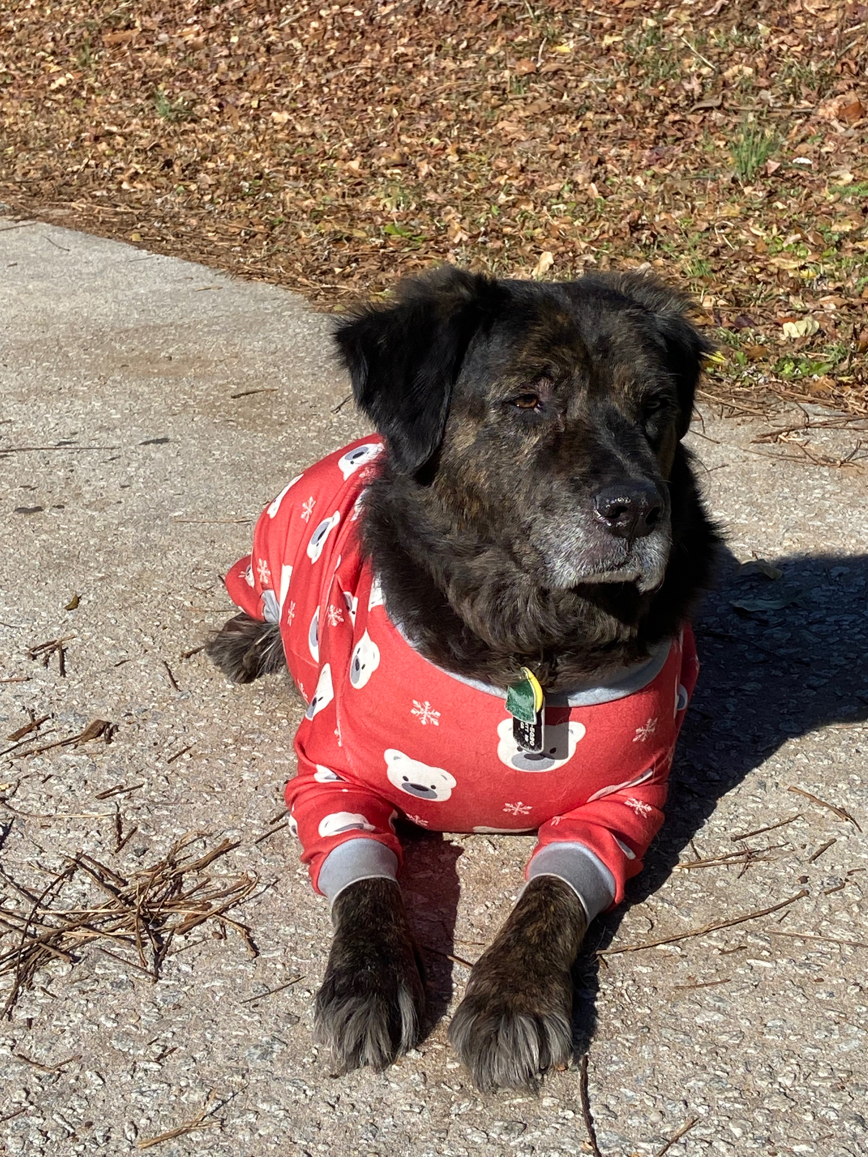 Help Save Fuzzy: Leg Tumor Surgery for a Gentle Senior Dog campaign photo, 2 of 7