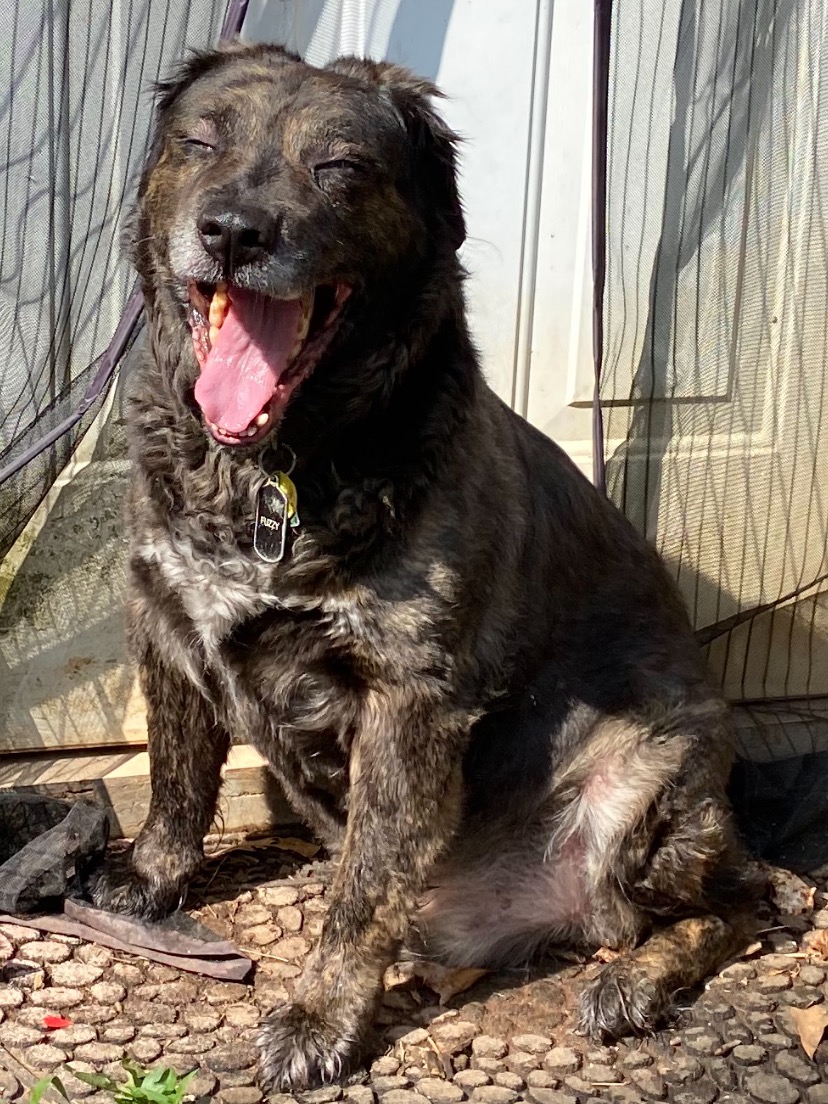 Help Save Fuzzy: Leg Tumor Surgery for a Gentle Senior Dog campaign photo, 4 of 7