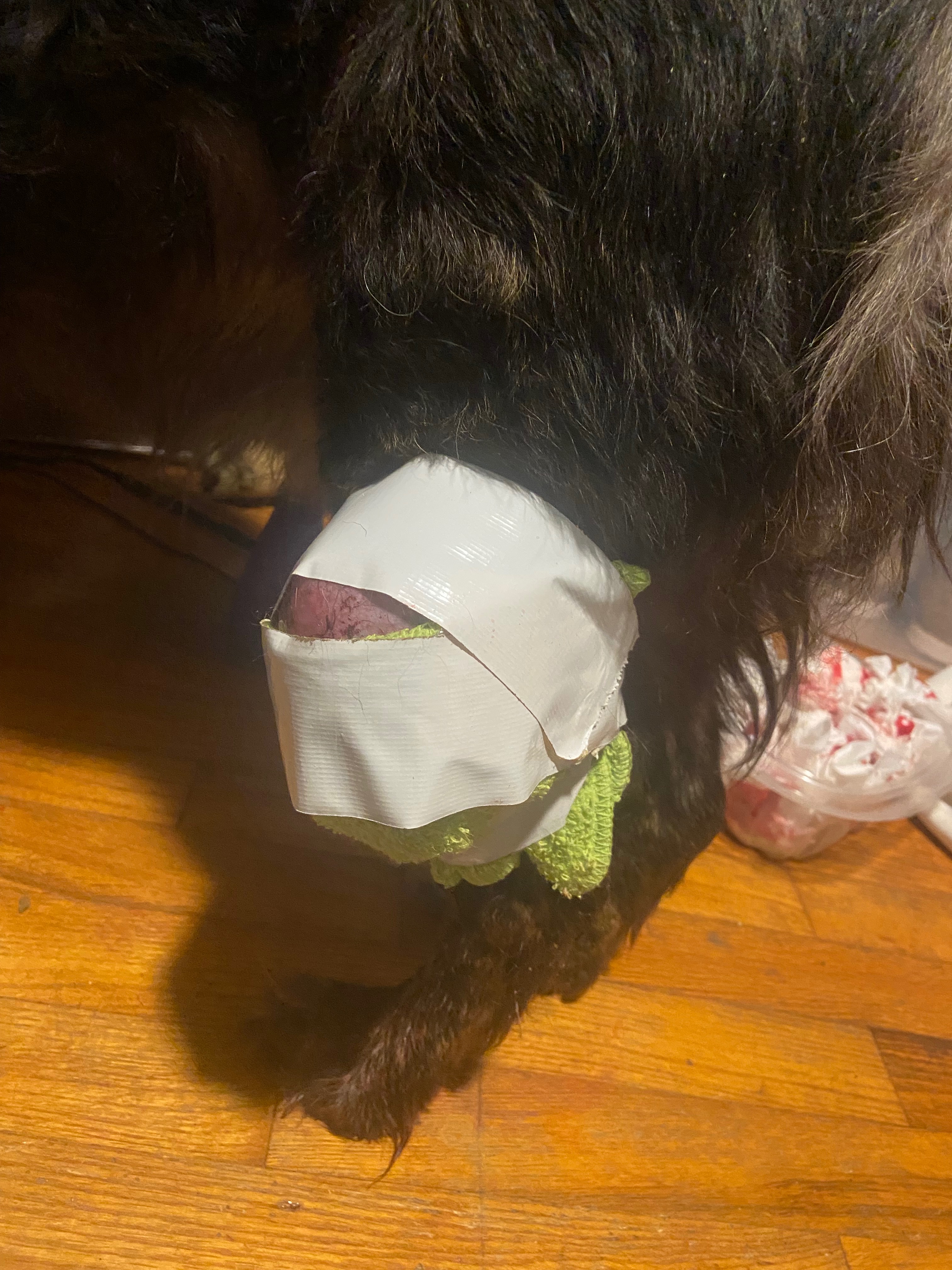 Help Save Fuzzy: Leg Tumor Surgery for a Gentle Senior Dog campaign photo, 5 of 7