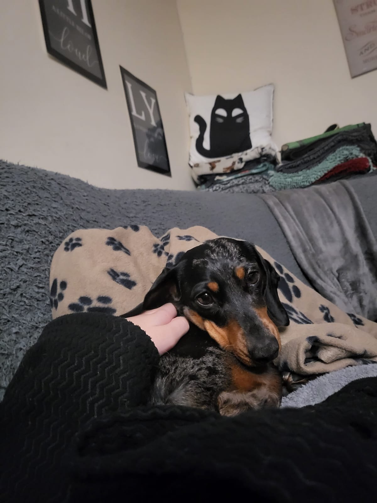 Help support Willow's IVDD rehabilitation campaign photo, 2 of 8