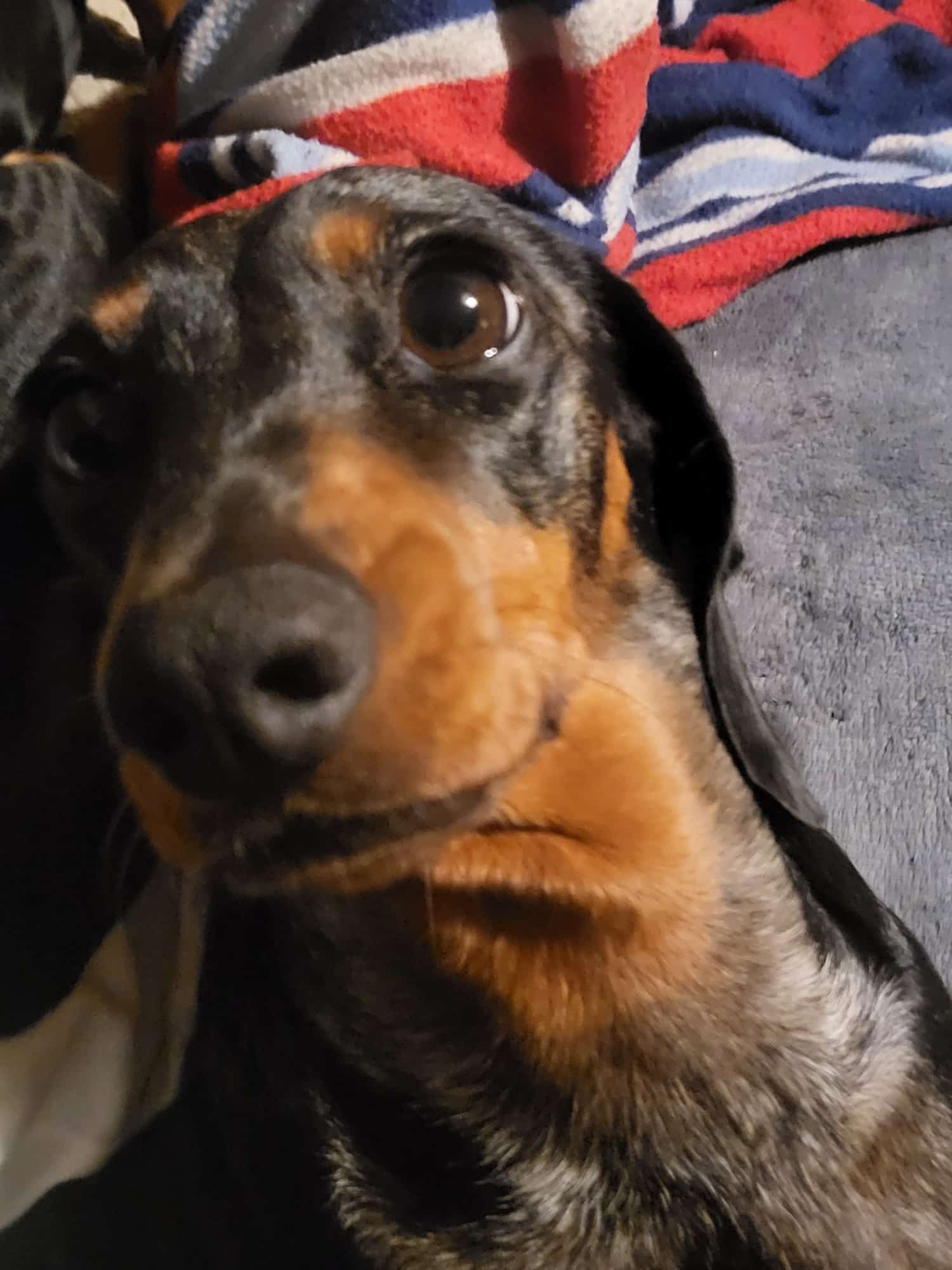Help support Willow's IVDD rehabilitation campaign photo, 5 of 8
