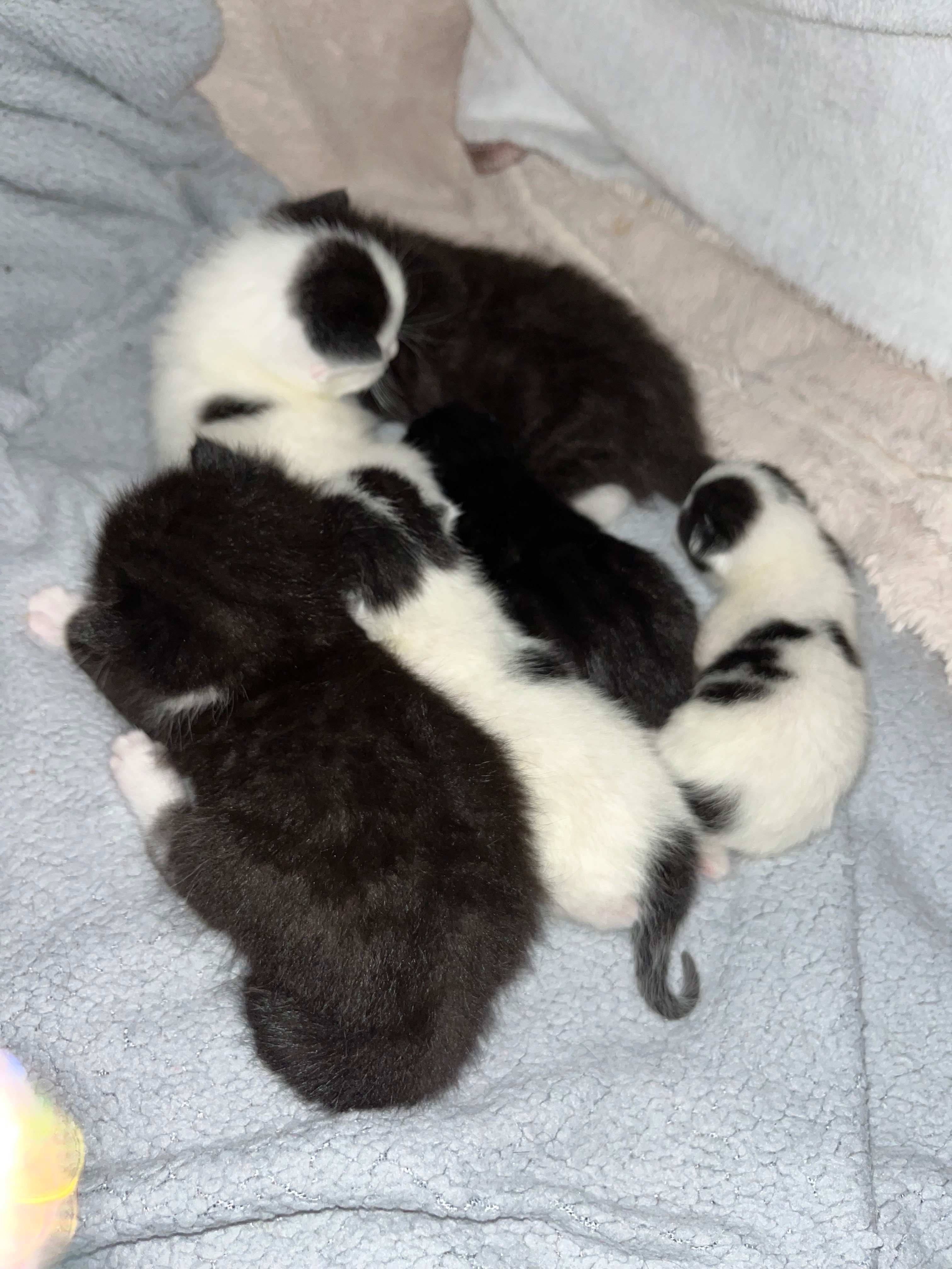 Harmony and KittyKats Neutering and Vet Fees campaign photo, 2 of 8