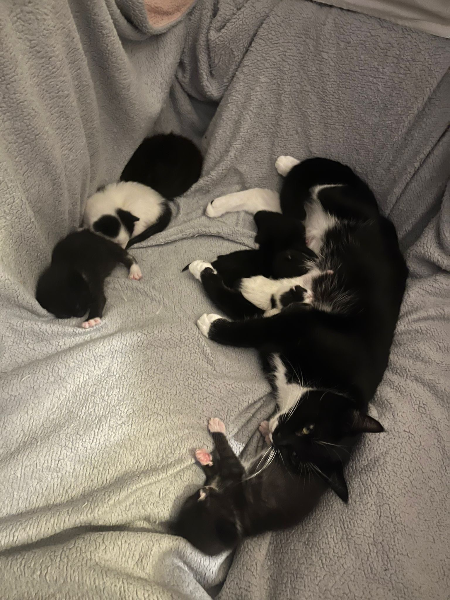 Harmony and KittyKats Neutering and Vet Fees campaign photo, 7 of 8