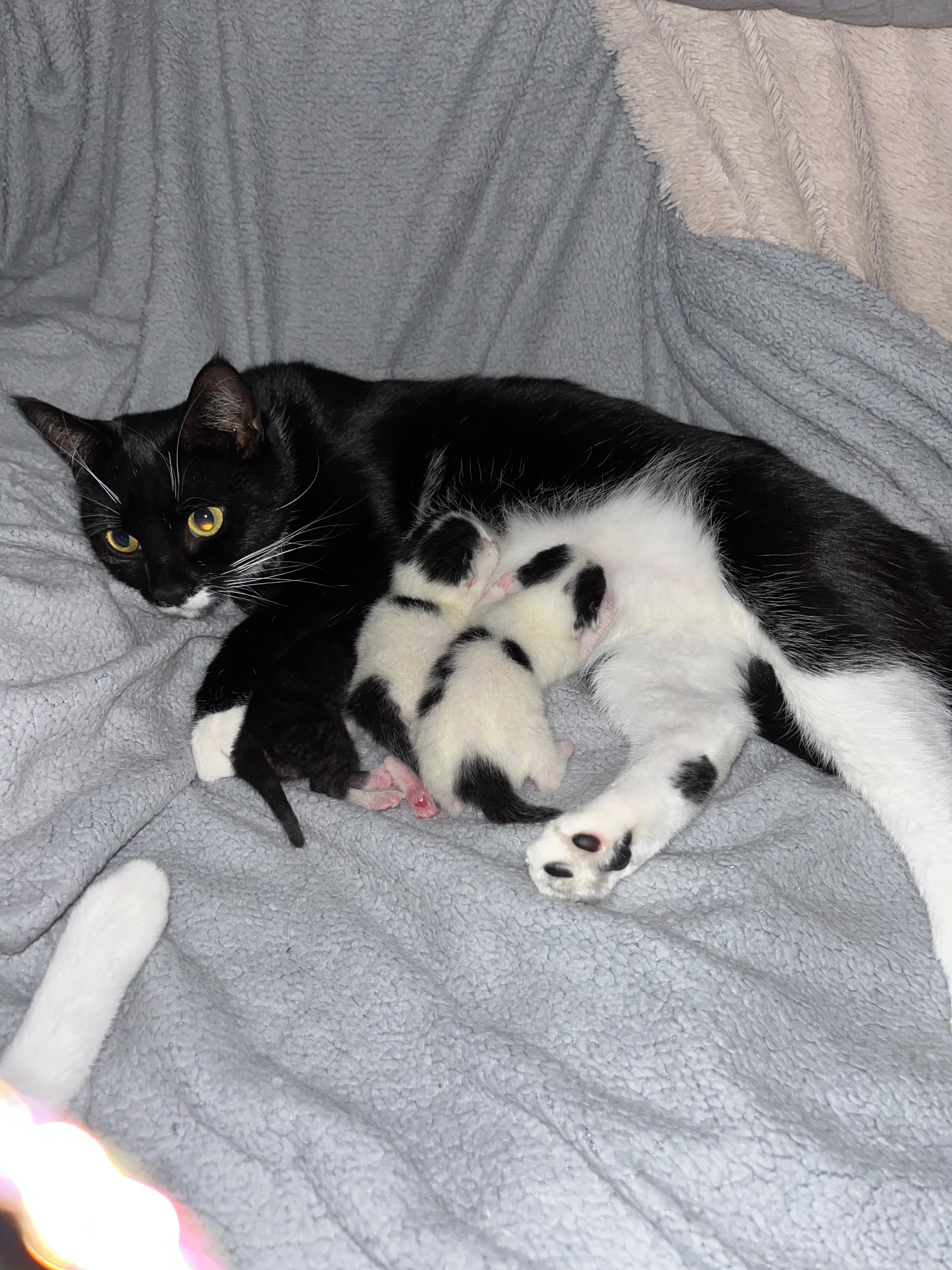 Harmony and KittyKats Neutering and Vet Fees campaign photo, 5 of 8